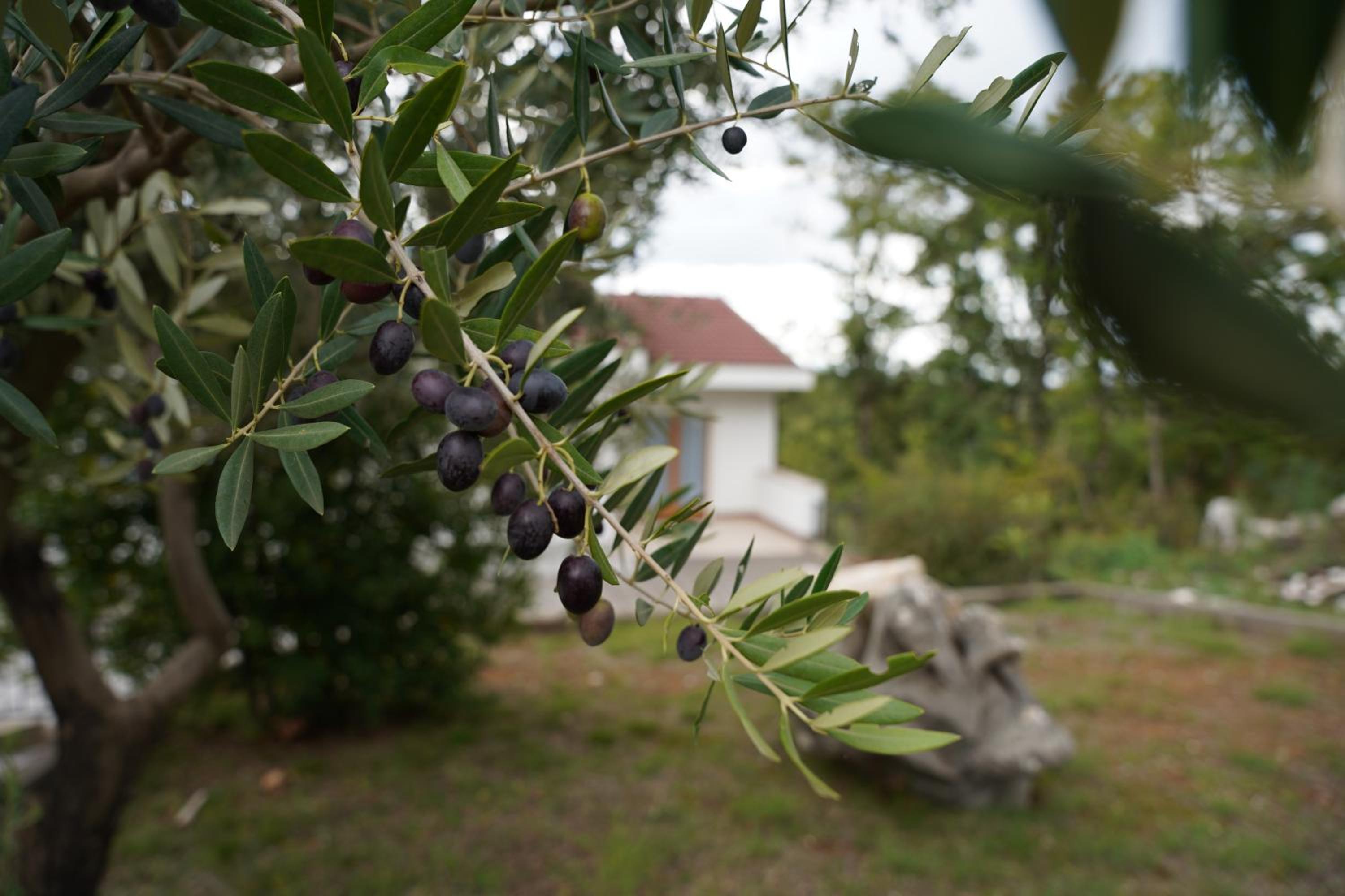Olives Garden
