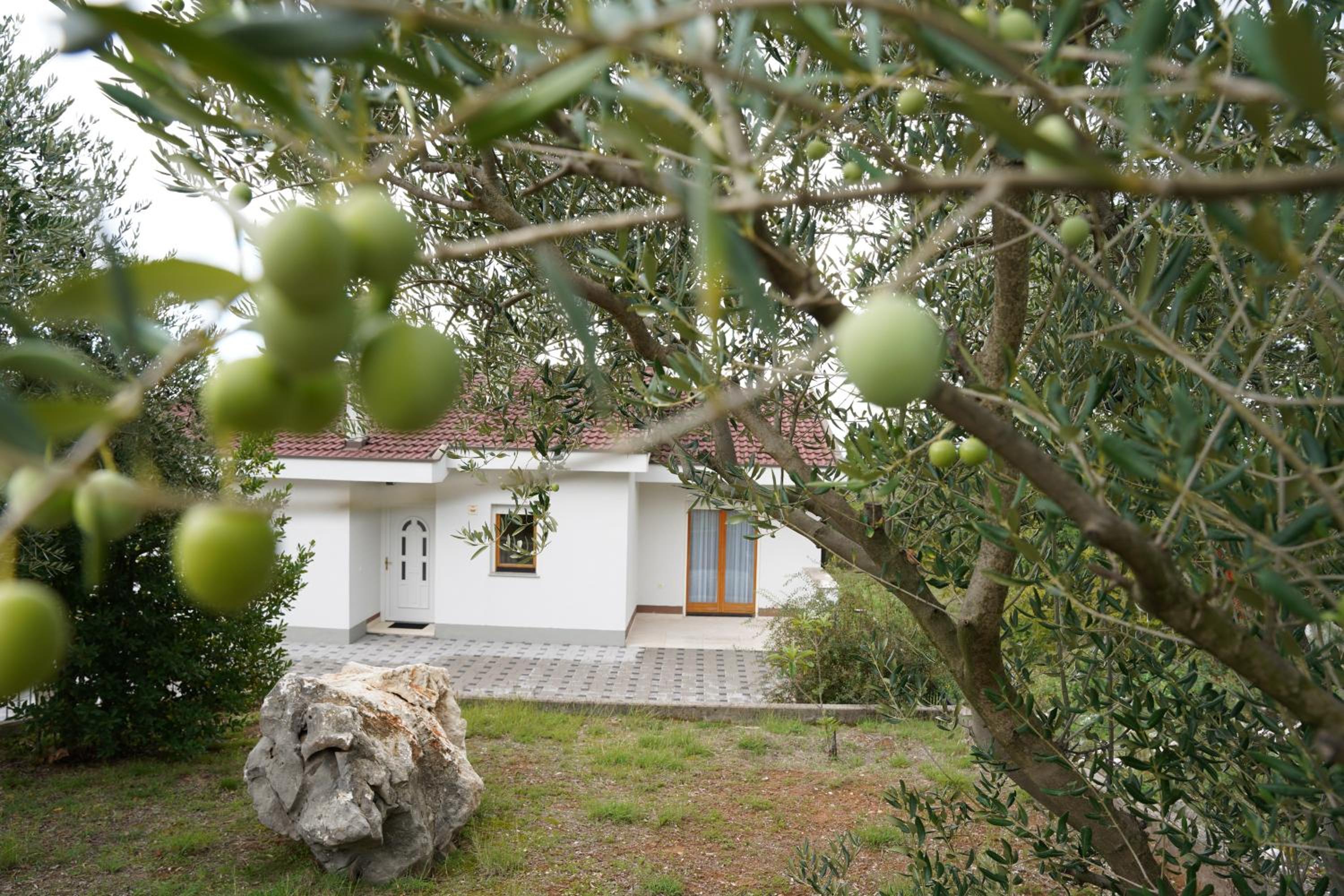 Olives Garden