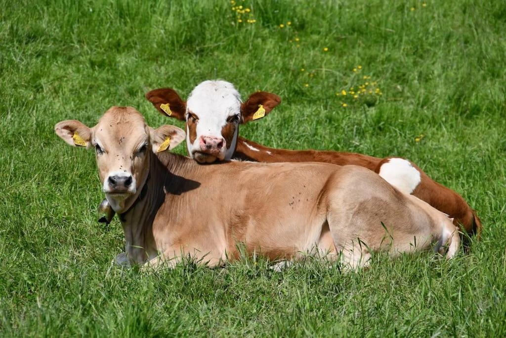 Neue 2 Zimmer FeWo im Murnauer Moos