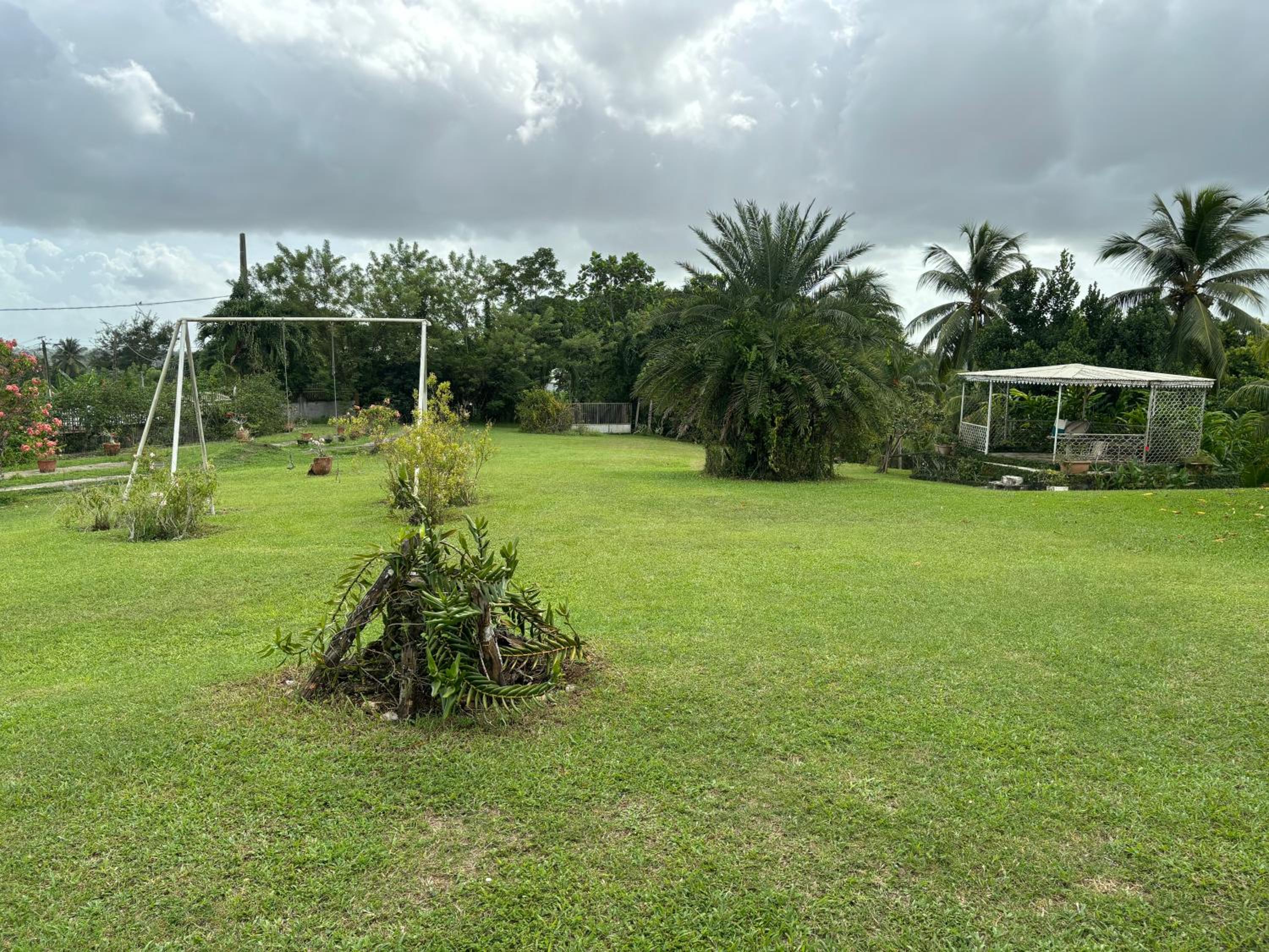 Ti Mango view 5