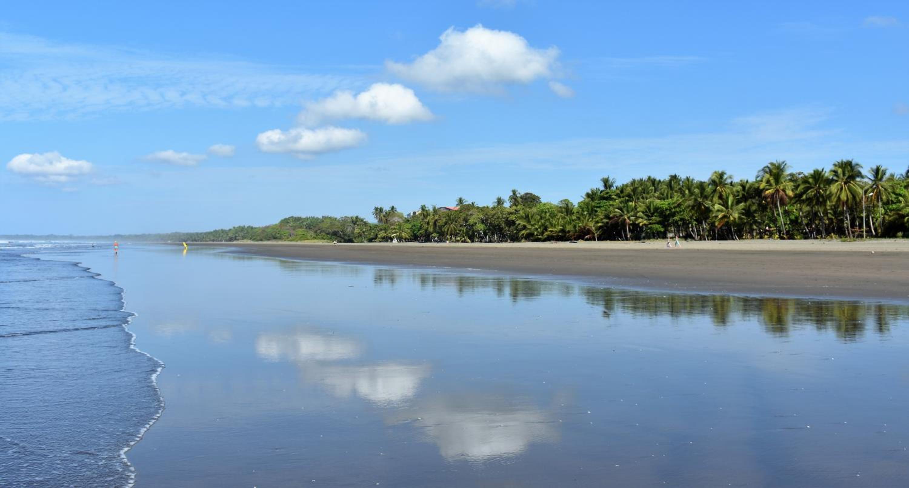 Caricaco Bejuco