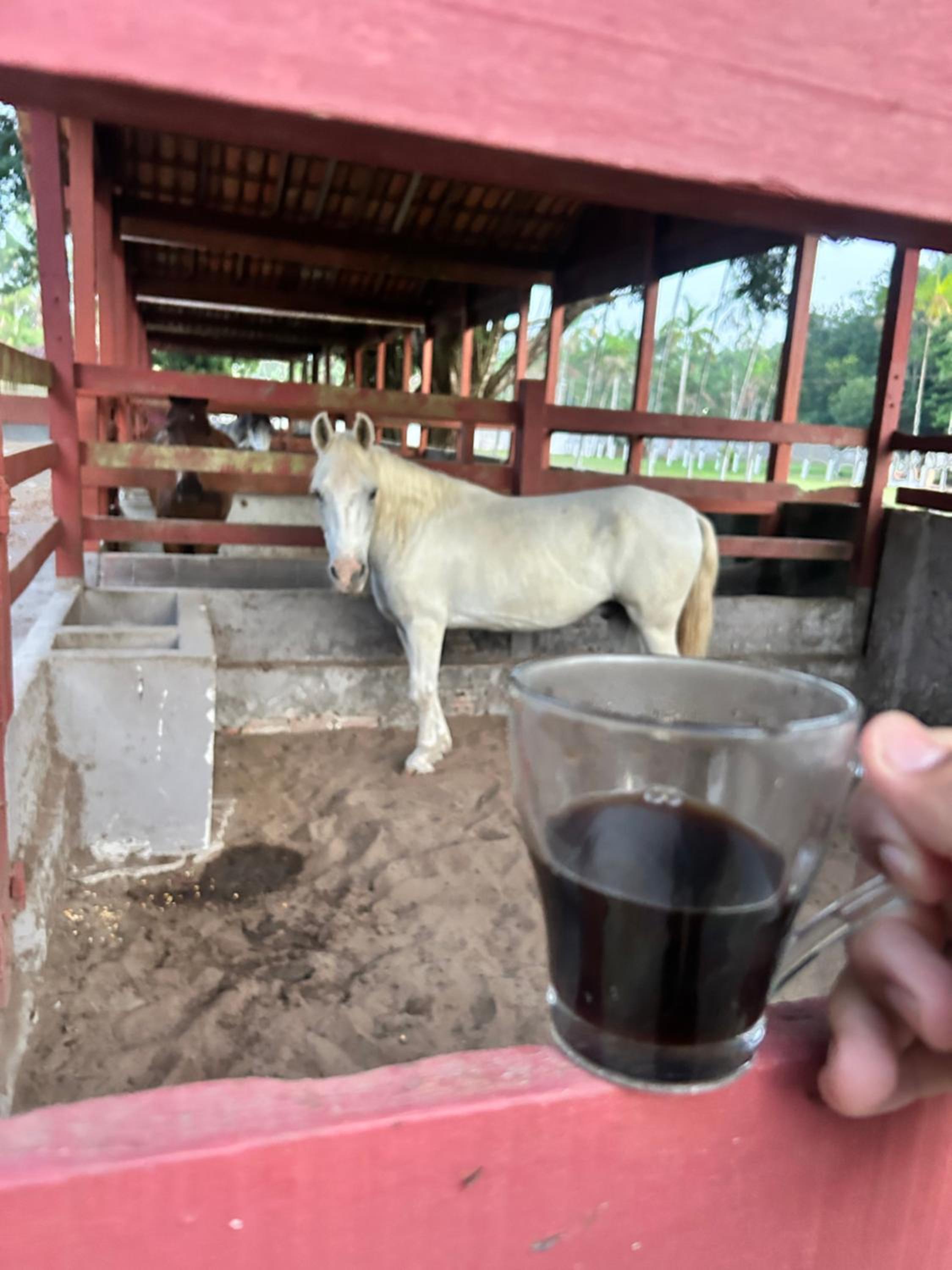 Haras brisa do rio