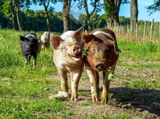 Vakantiewoningen Liefst in Epen