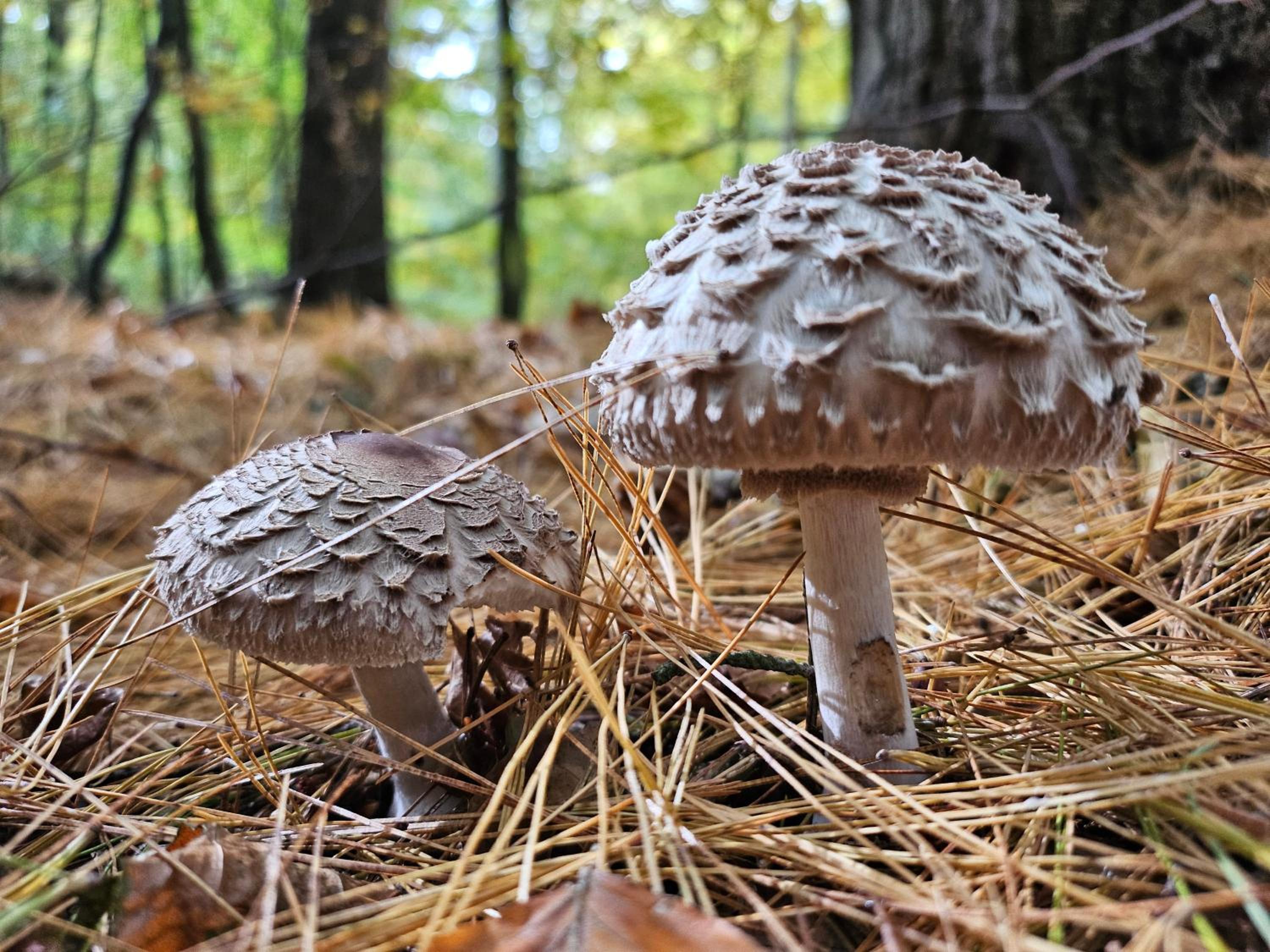 FeWo Am Wald