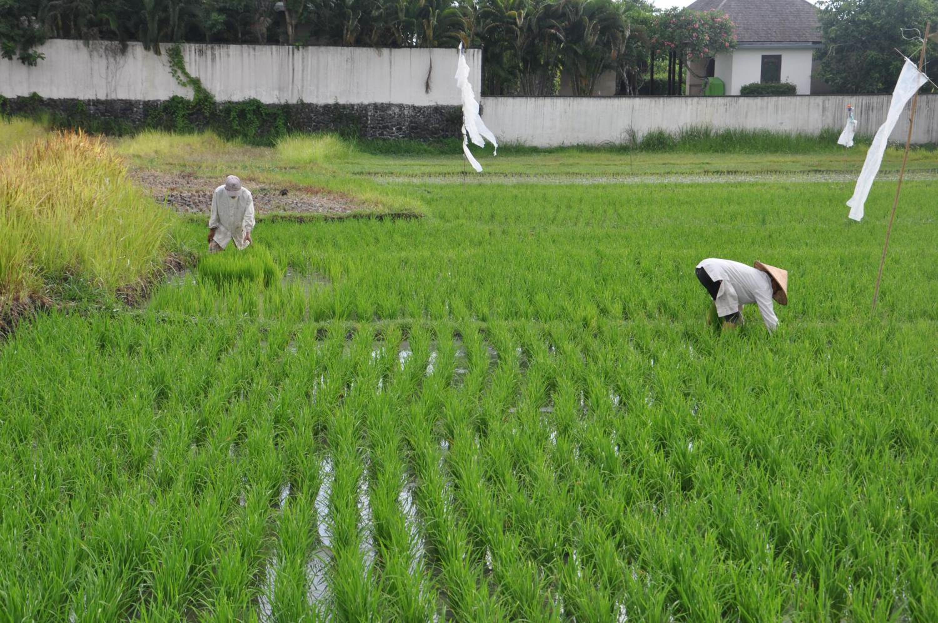 Love Is Simple Bali