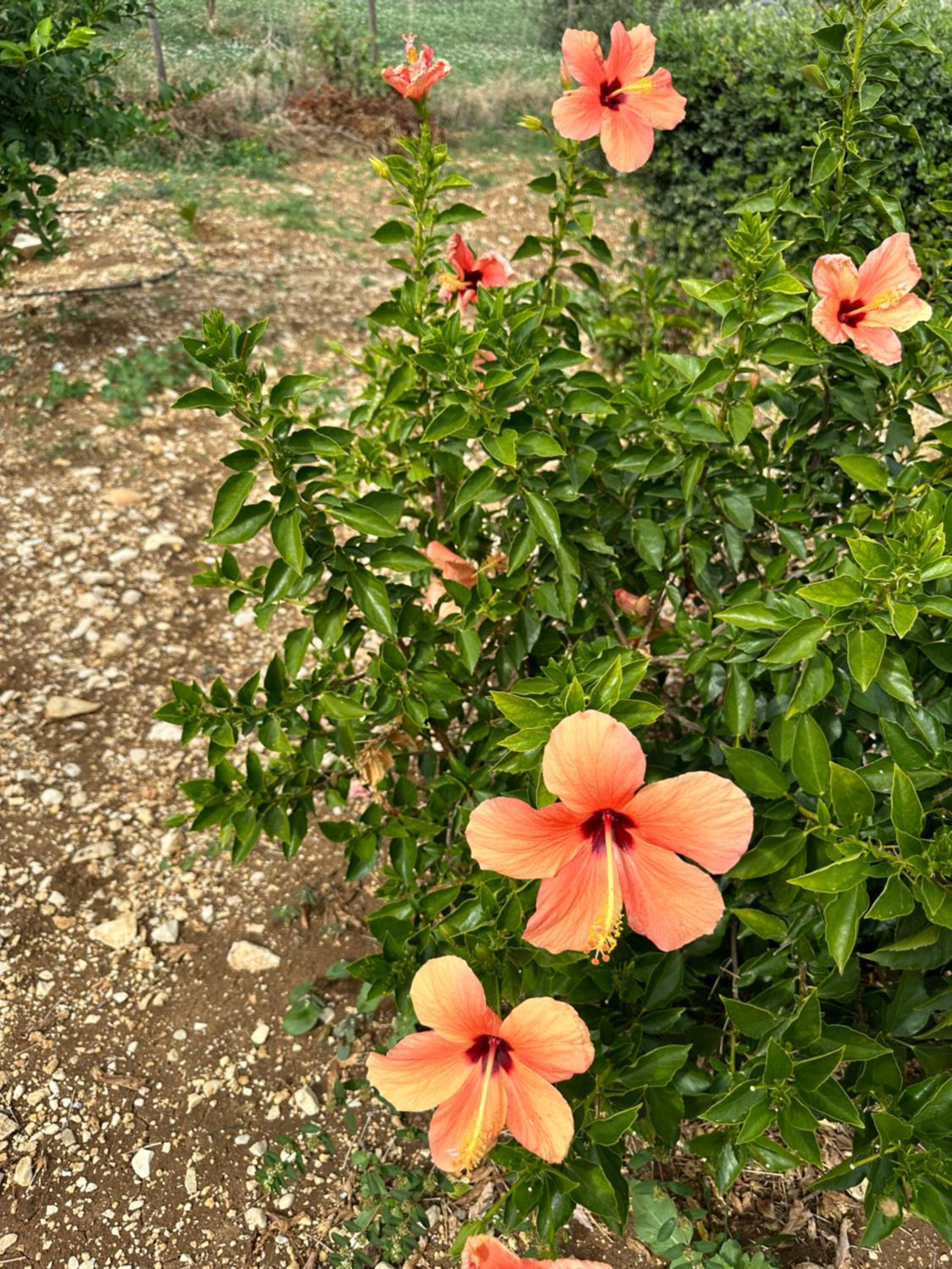 Photo 47