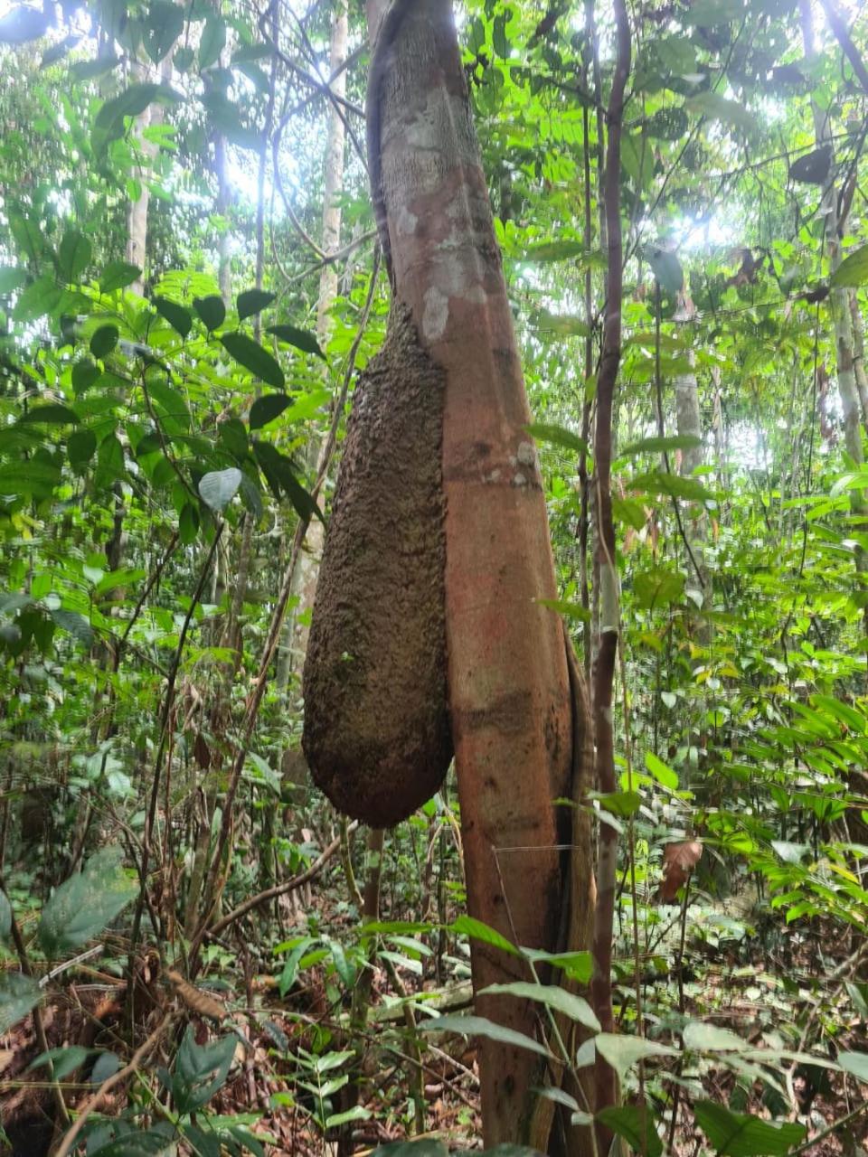 LUZ AMAZÔNIA LODGE