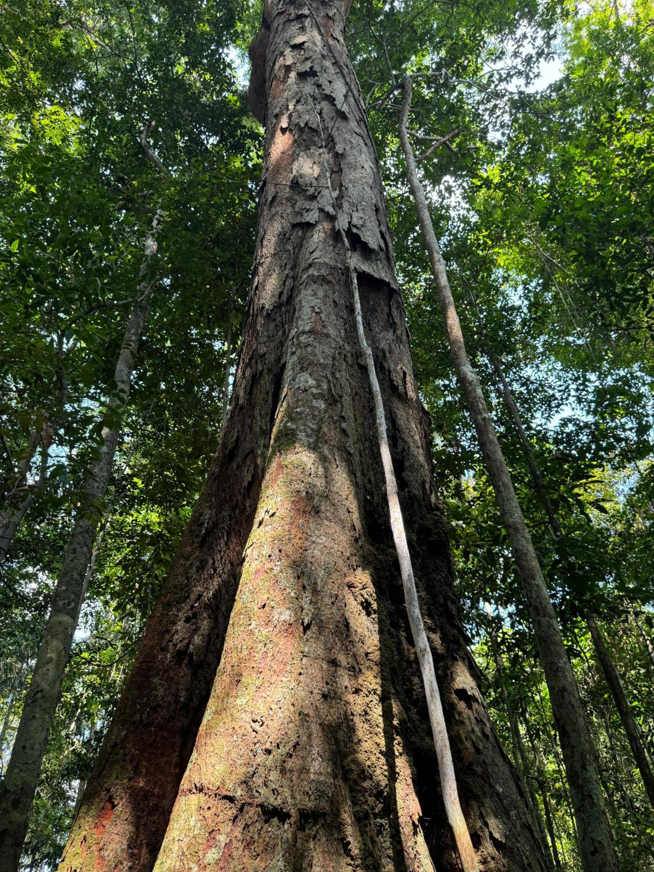 LUZ AMAZÔNIA LODGE