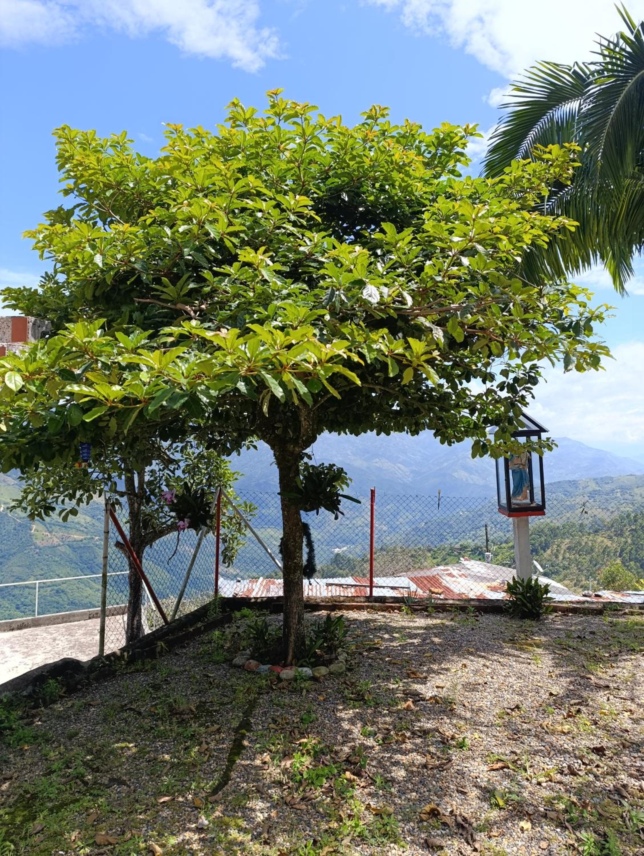 Finca los pinos