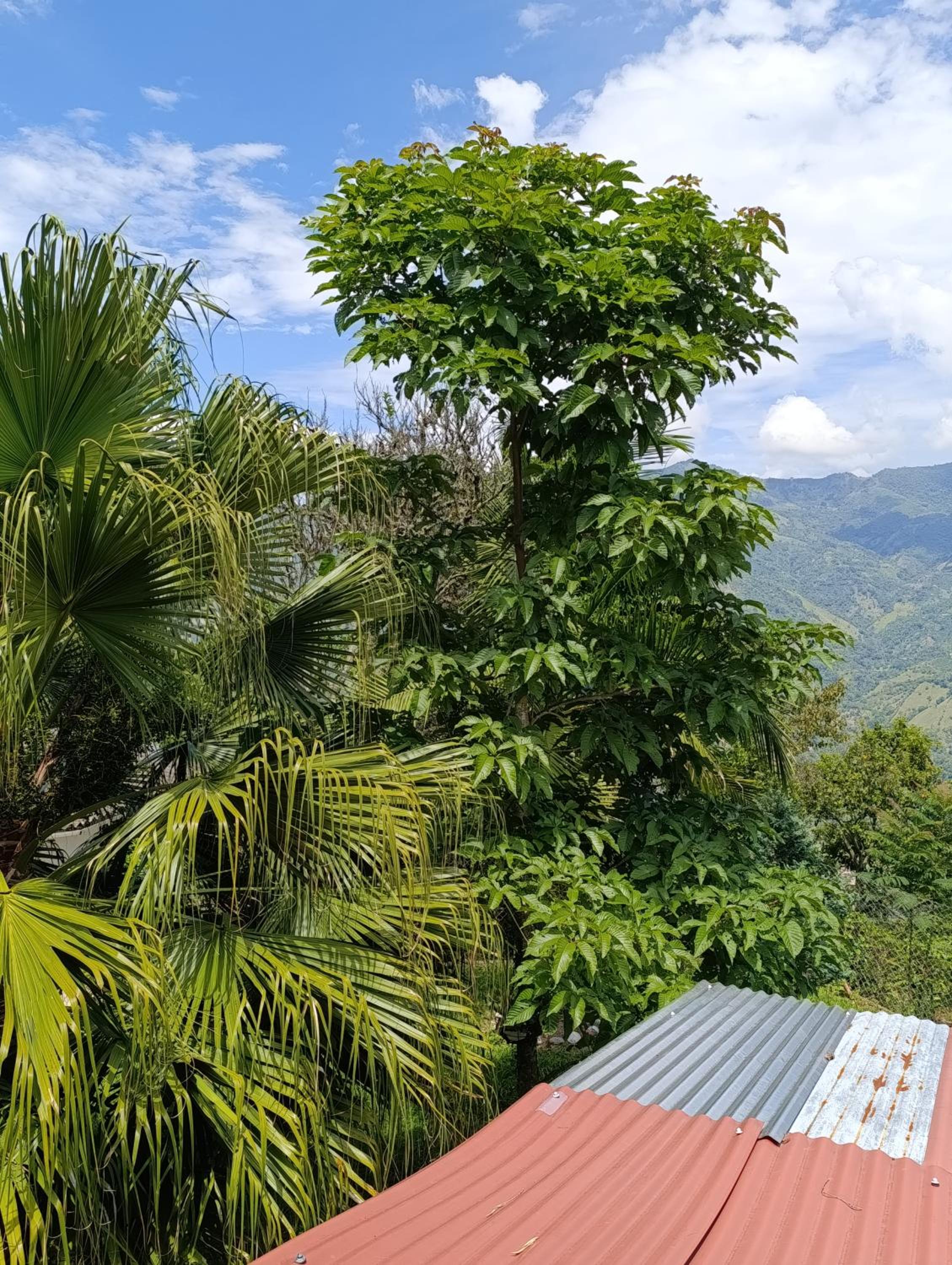 Finca los pinos