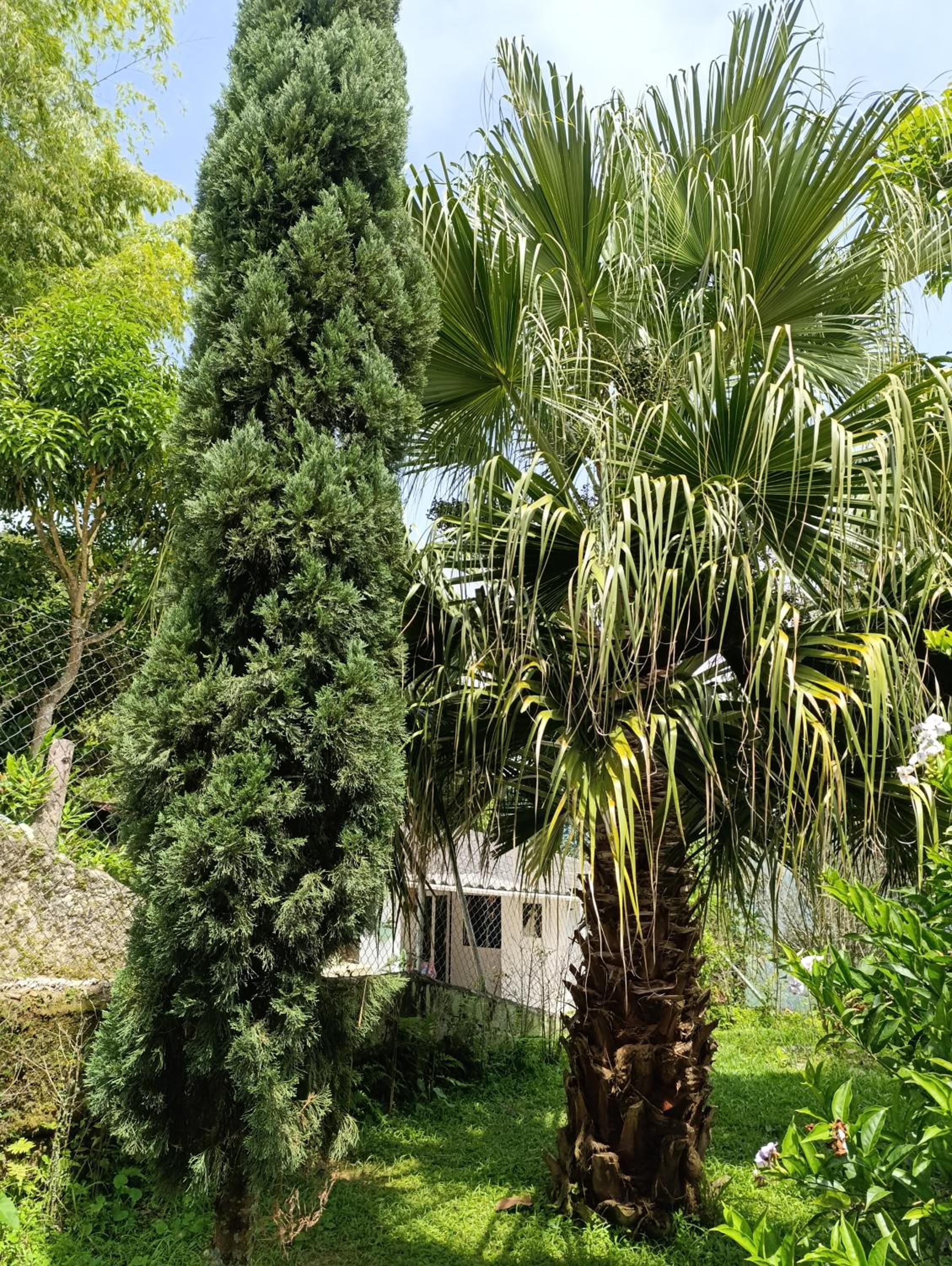 Finca los pinos