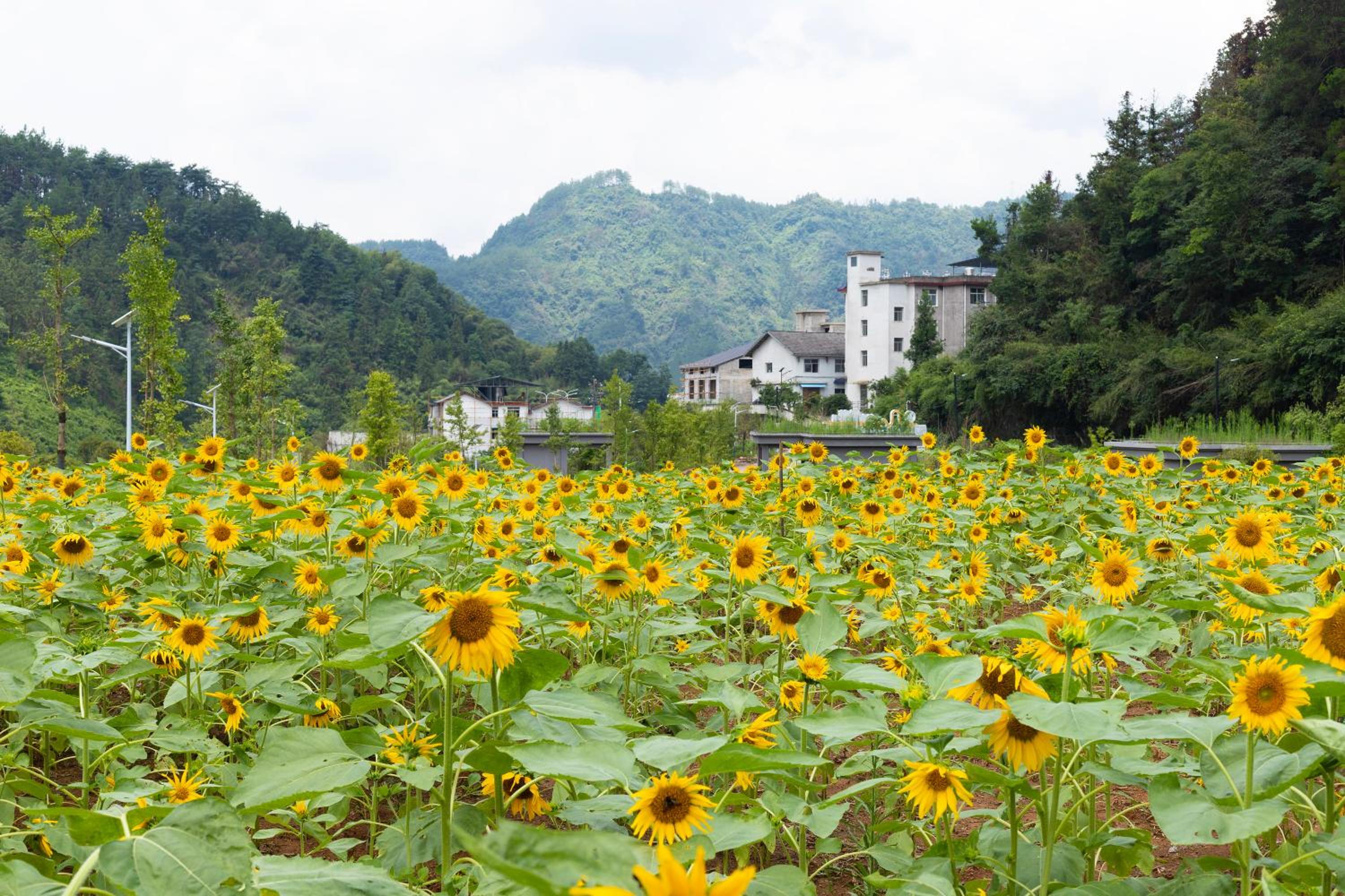 Zhangjiajie Yexi Riverside Holiday Camp