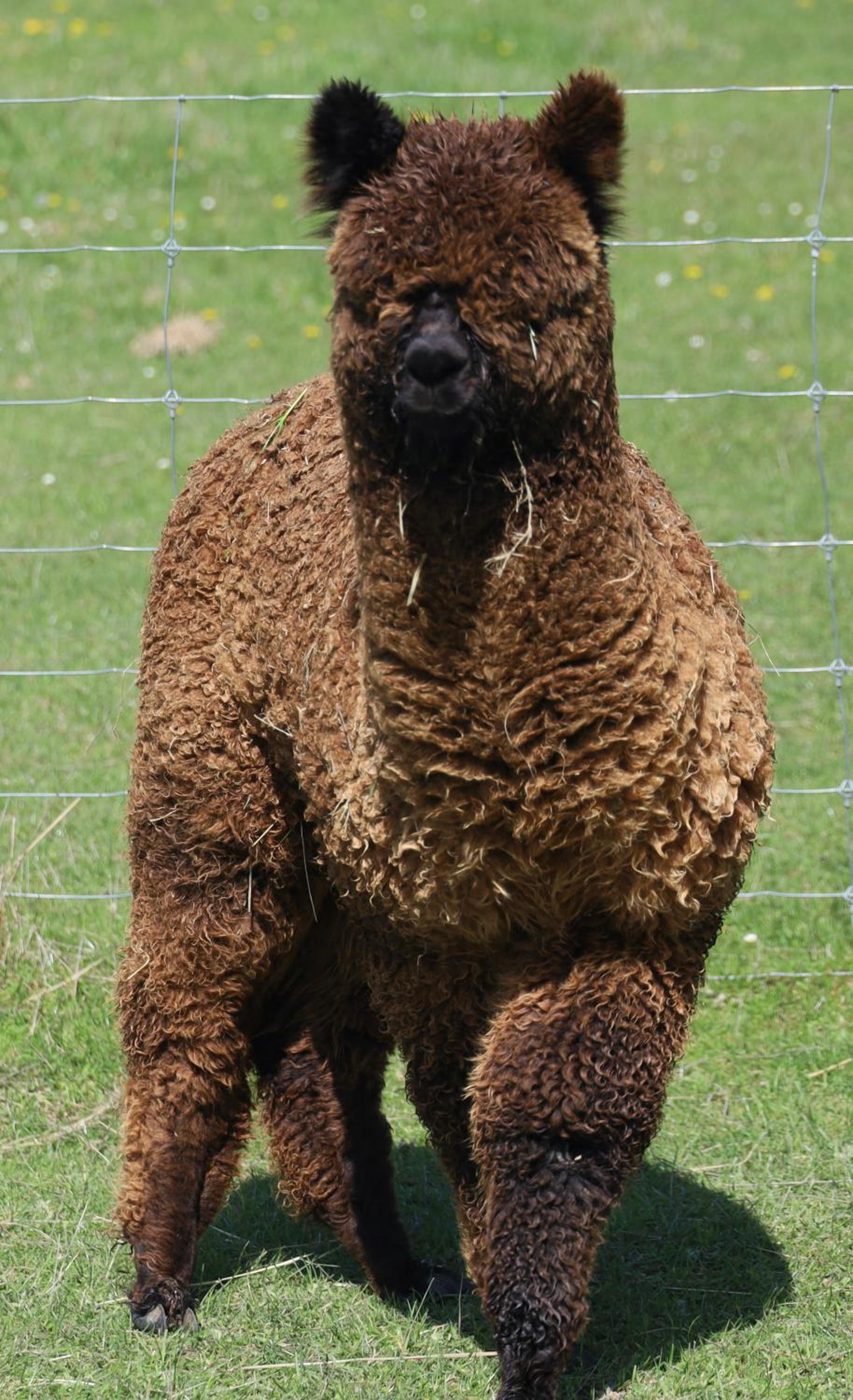 Silverstream Alpaca Farmstay & Tour