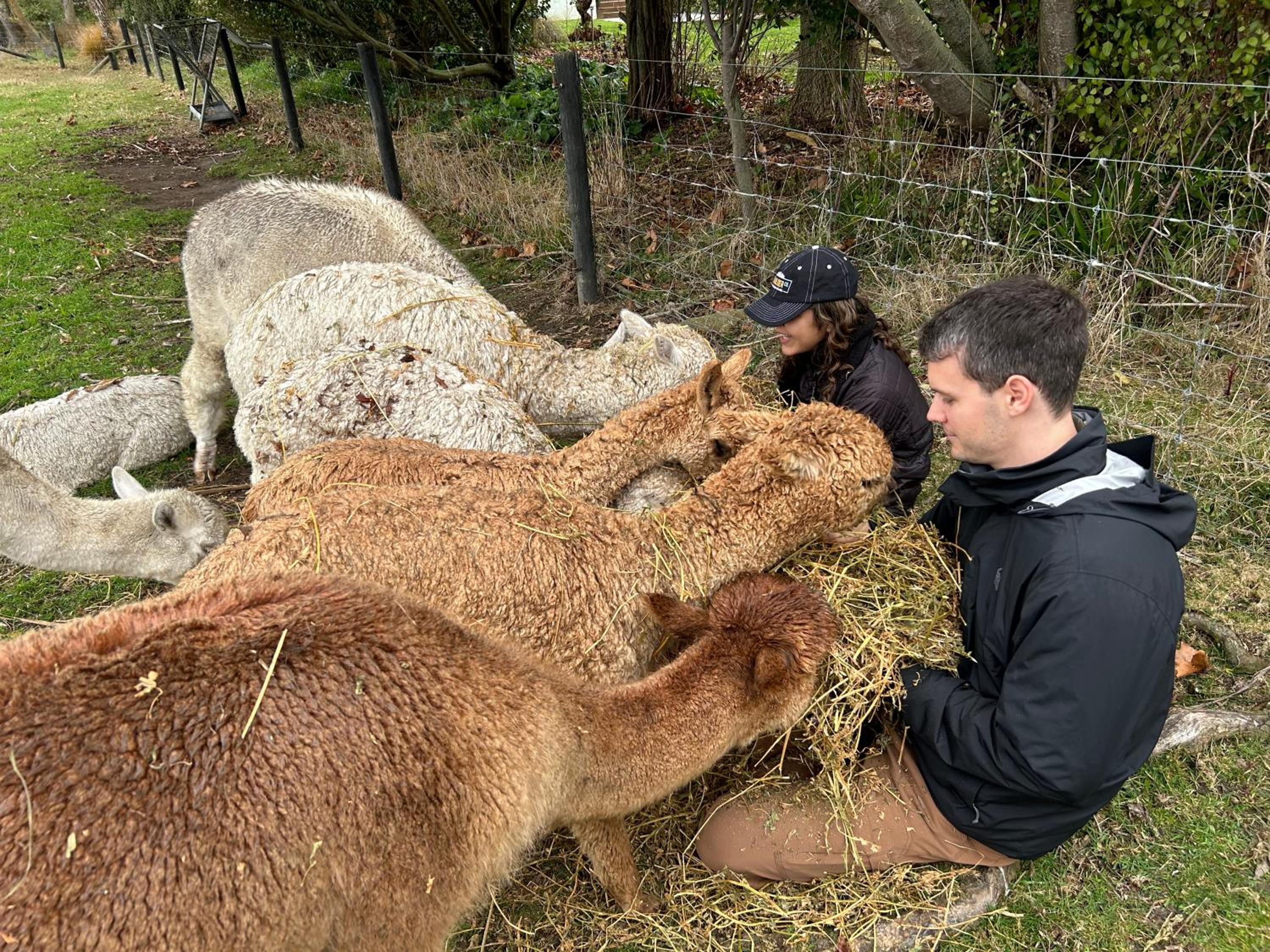 Silverstream Alpaca Farmstay & Tour