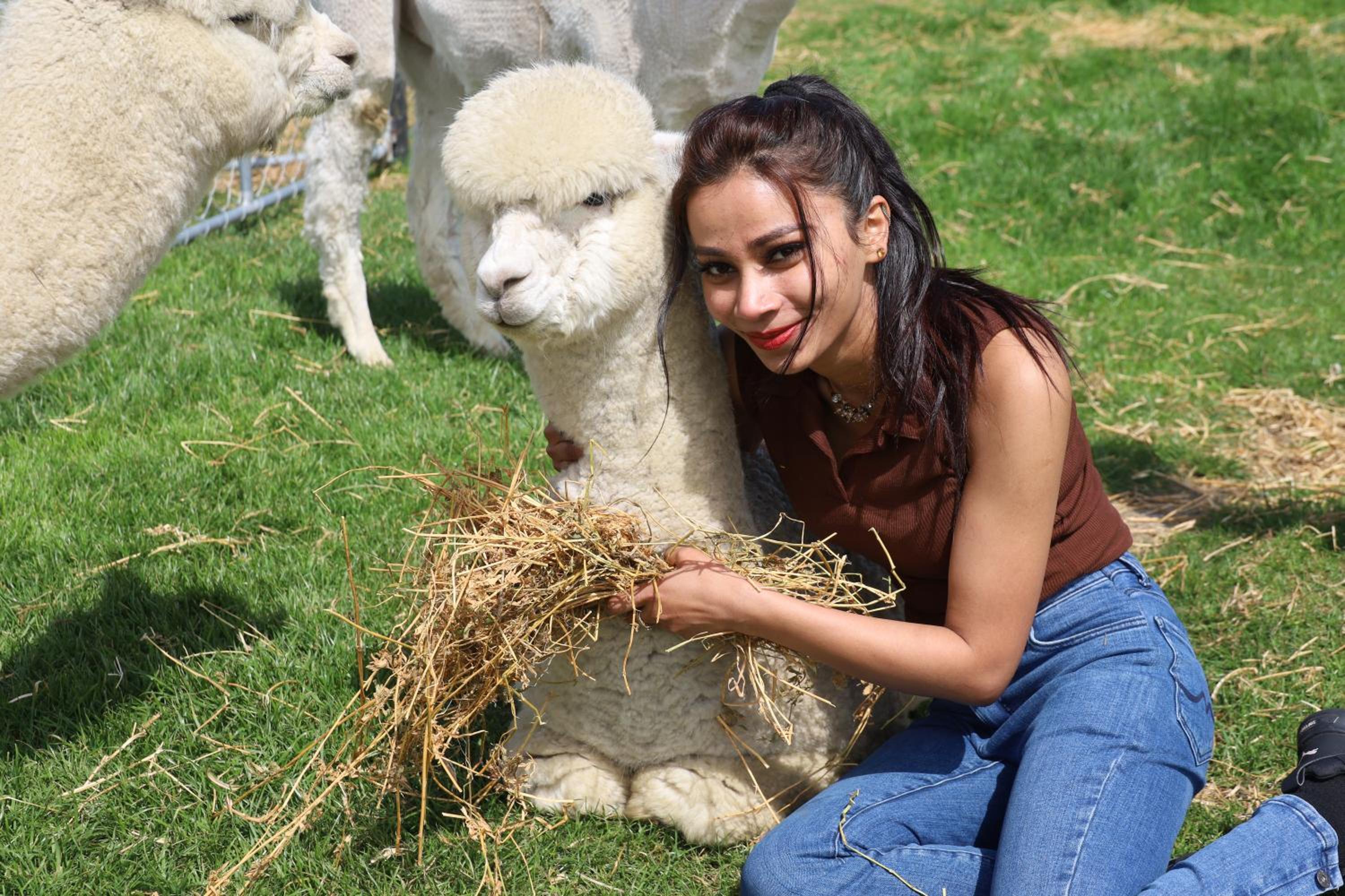 Silverstream Alpaca Farmstay & Tour