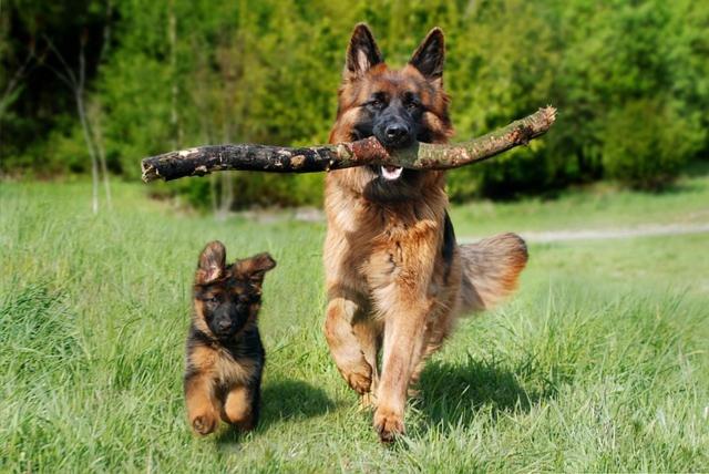 Pfotchenurlaub im Harz- Schone Ferienwohnung fur 2-4 Personen und Hund - Property Image 7