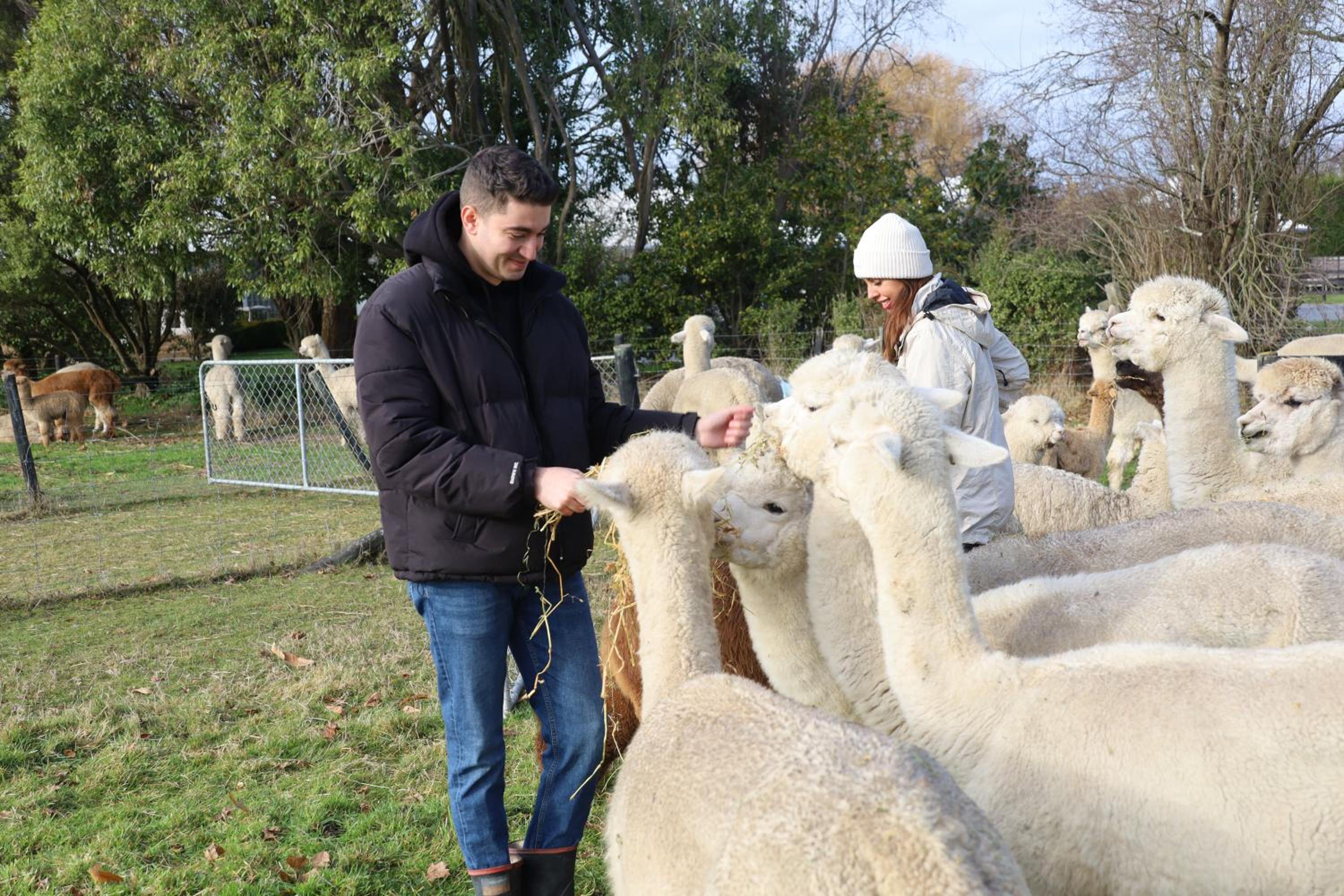 Silverstream Alpaca Farmstay & Tour