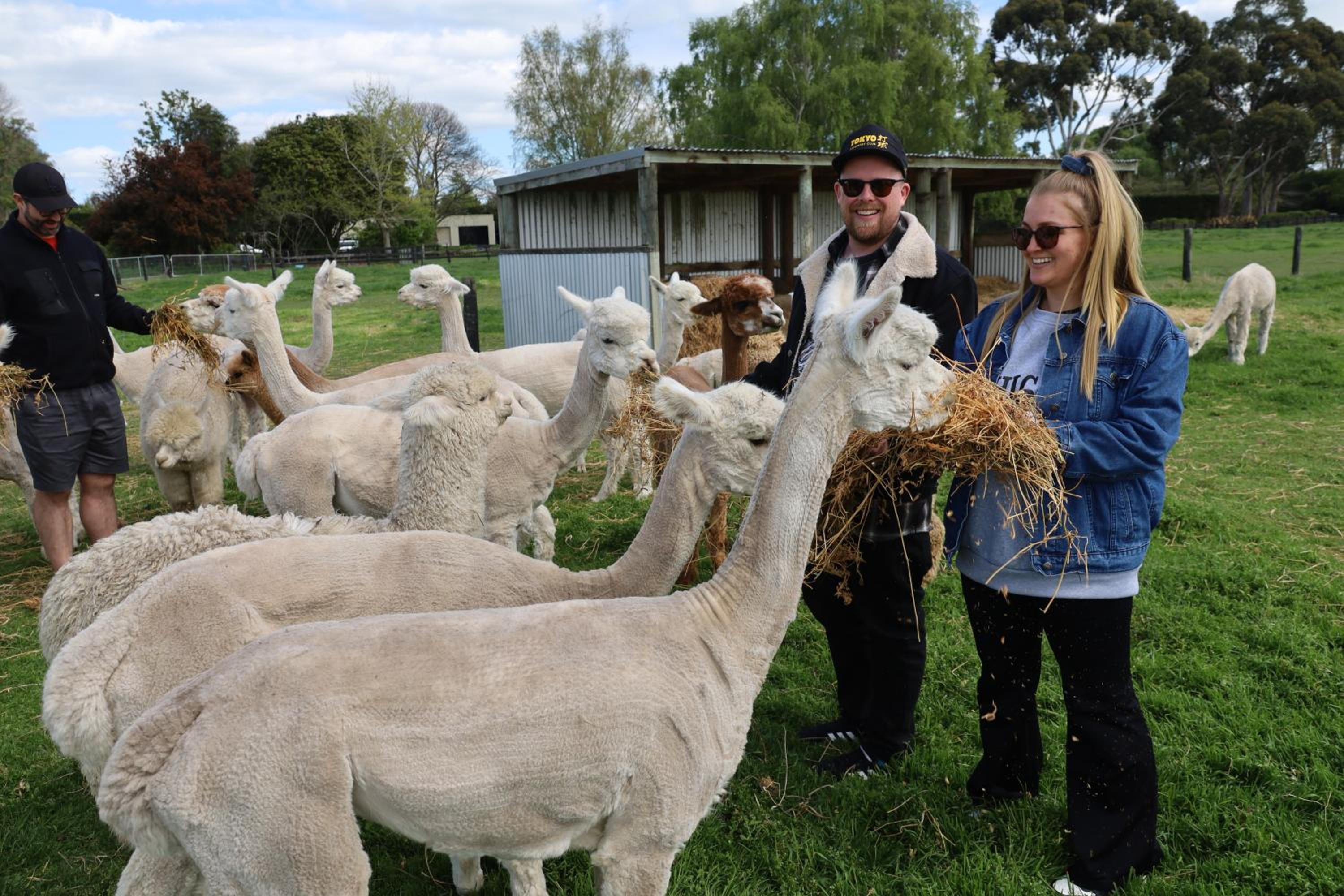 Silverstream Alpaca Farmstay & Tour
