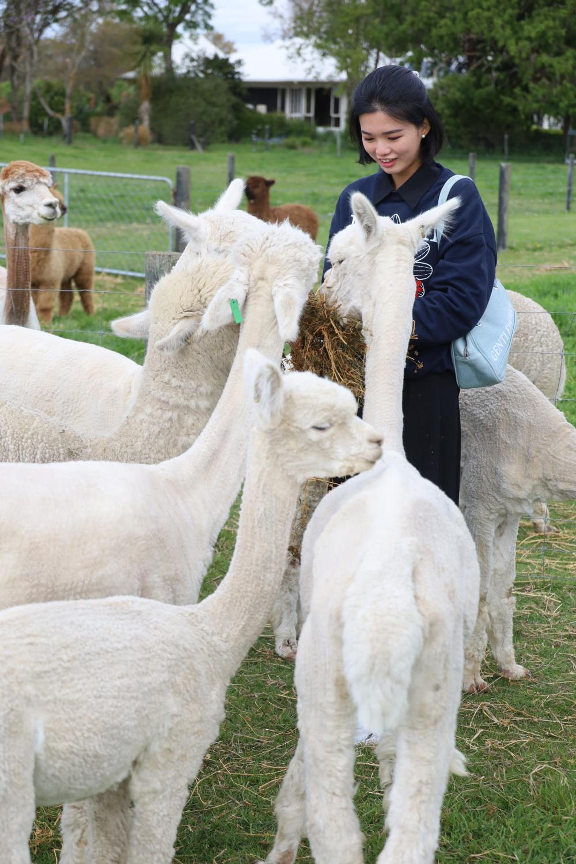 Silverstream Alpaca Farmstay & Tour