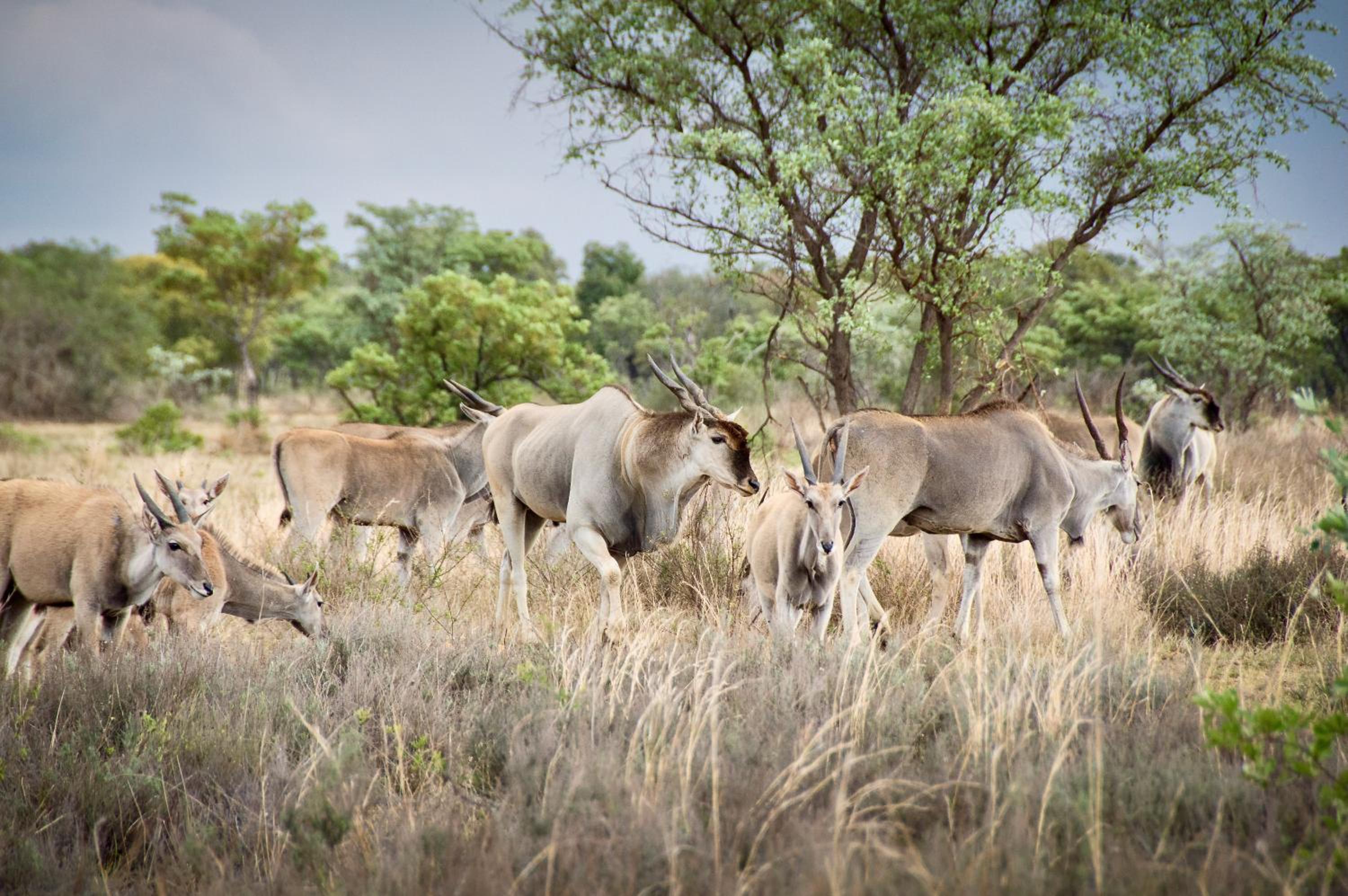 The Riverine Lodge