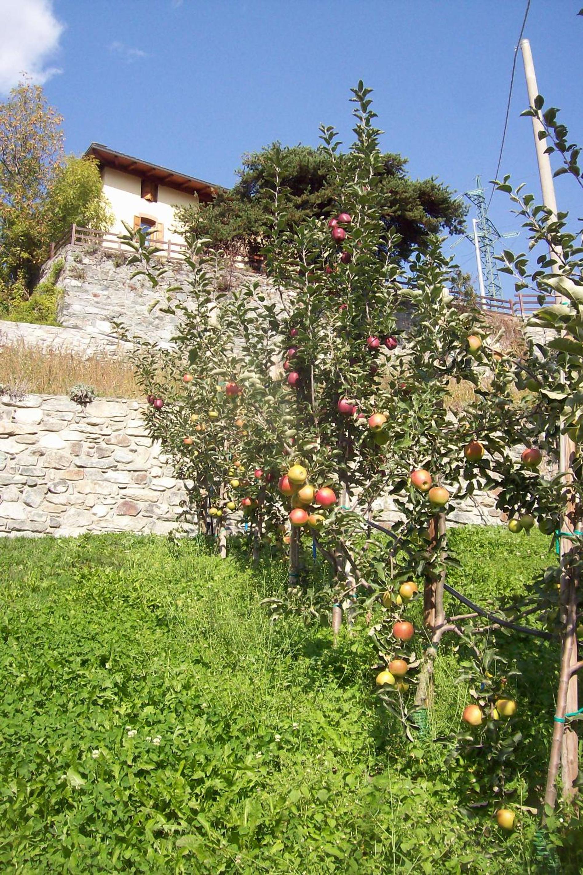 Photo 11