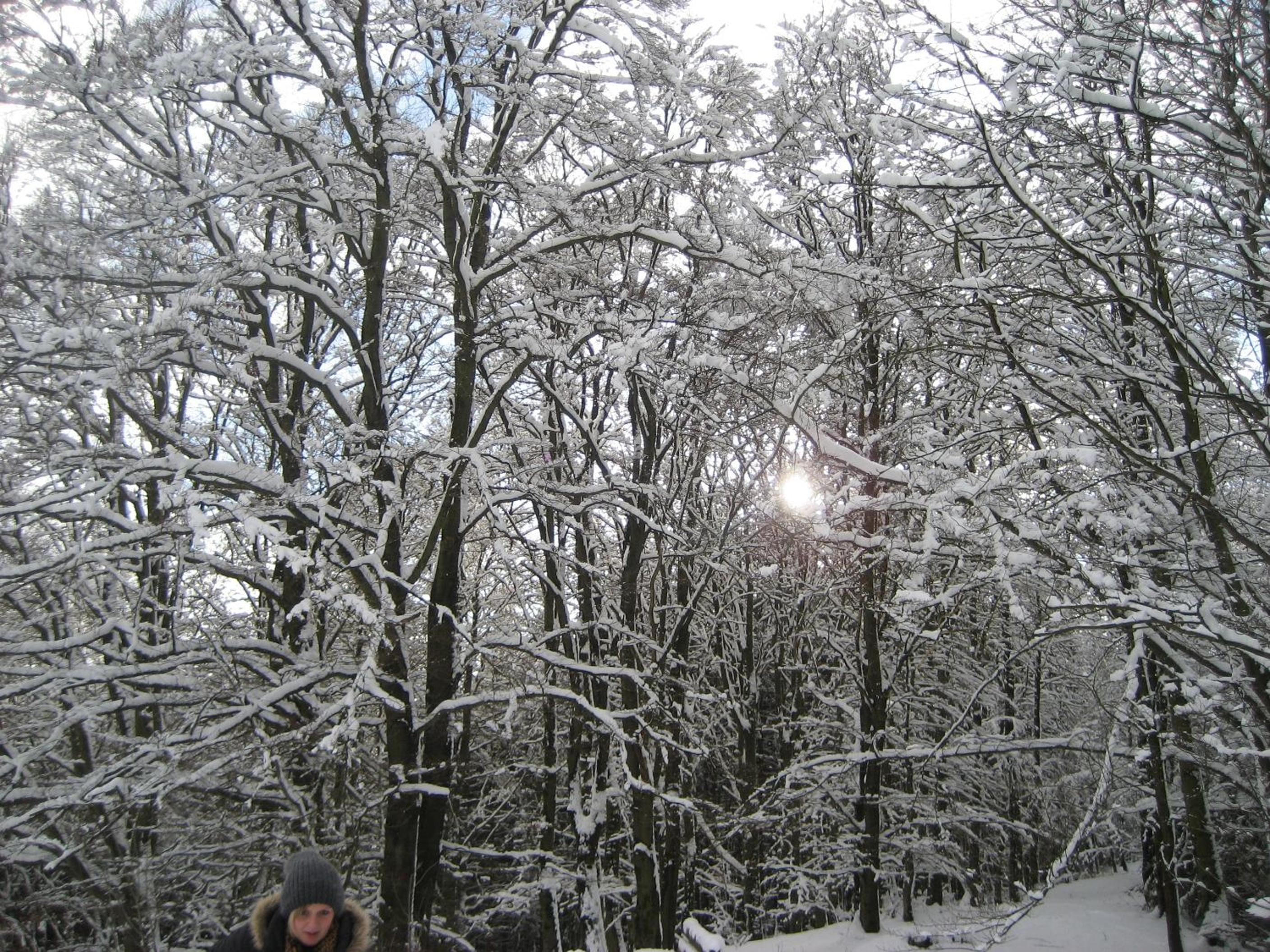 Photo 42