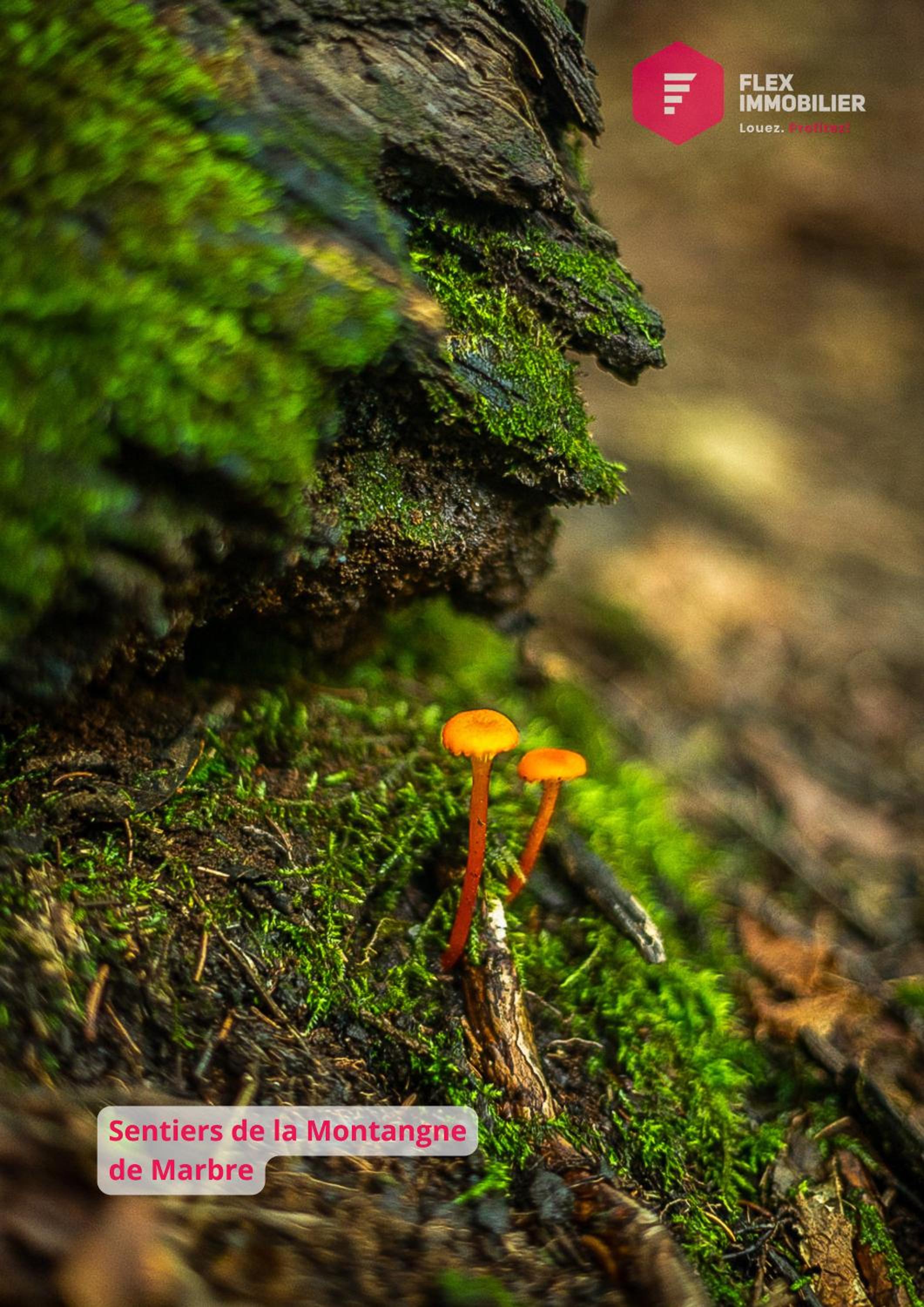 L'Ermite - Rustique Écoresponsable Dans la nature