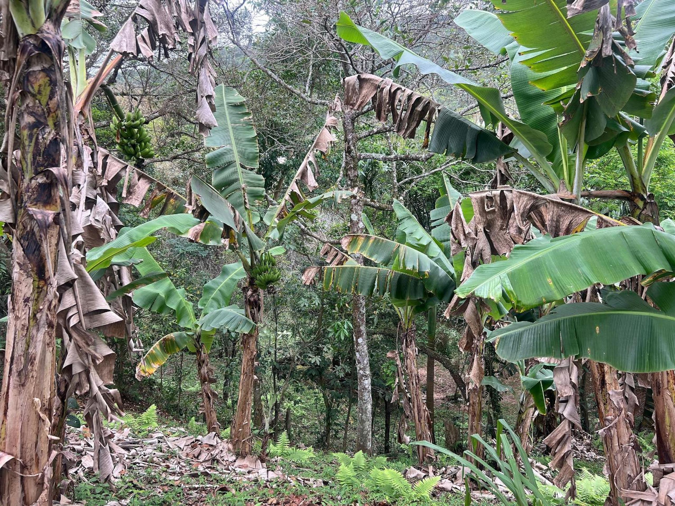 Vista montanha! Com acesso a cachoeira - NU03I