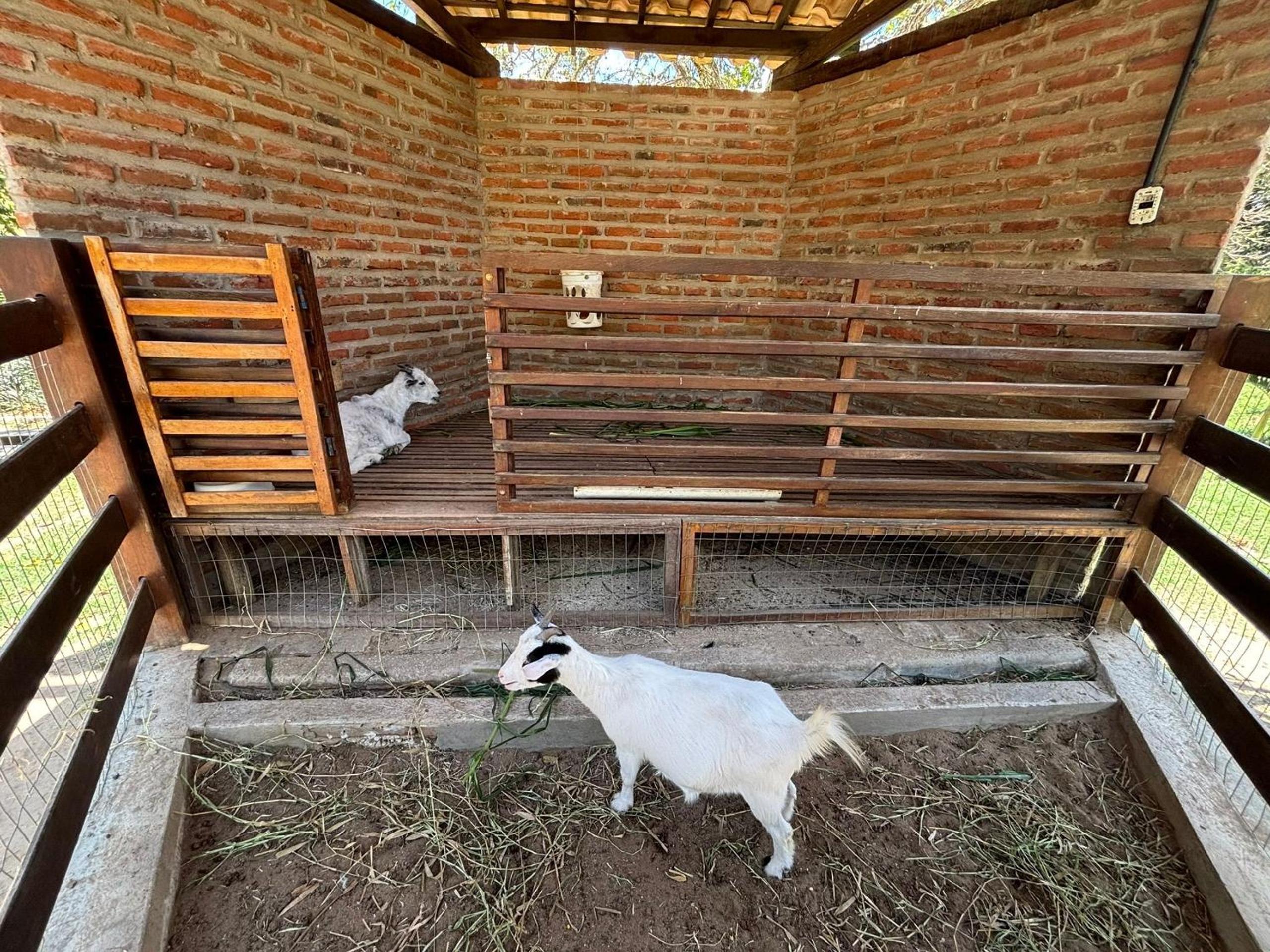 Refúgio charmoso cercada por verde