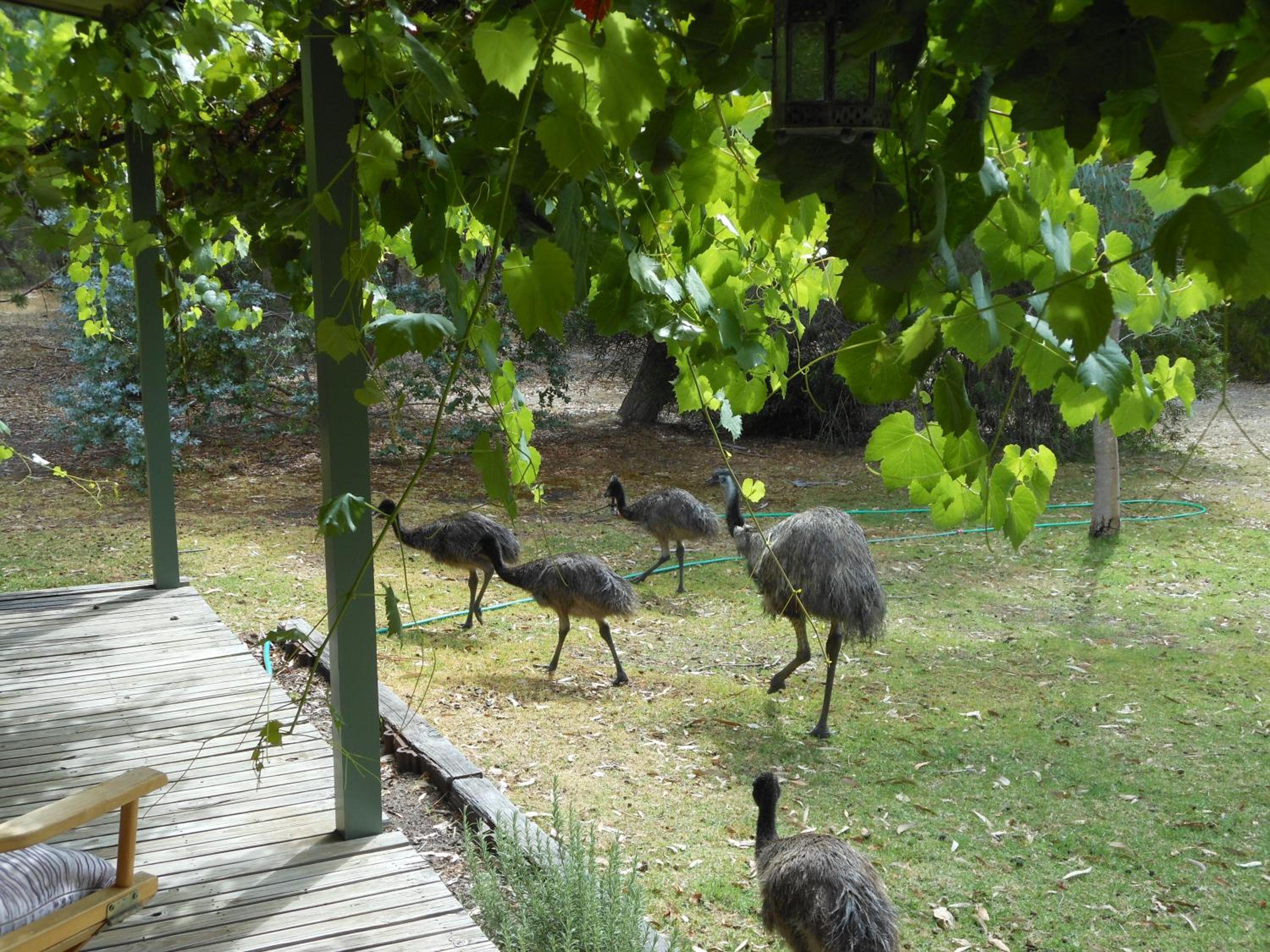 Grampians View Cottages and Units