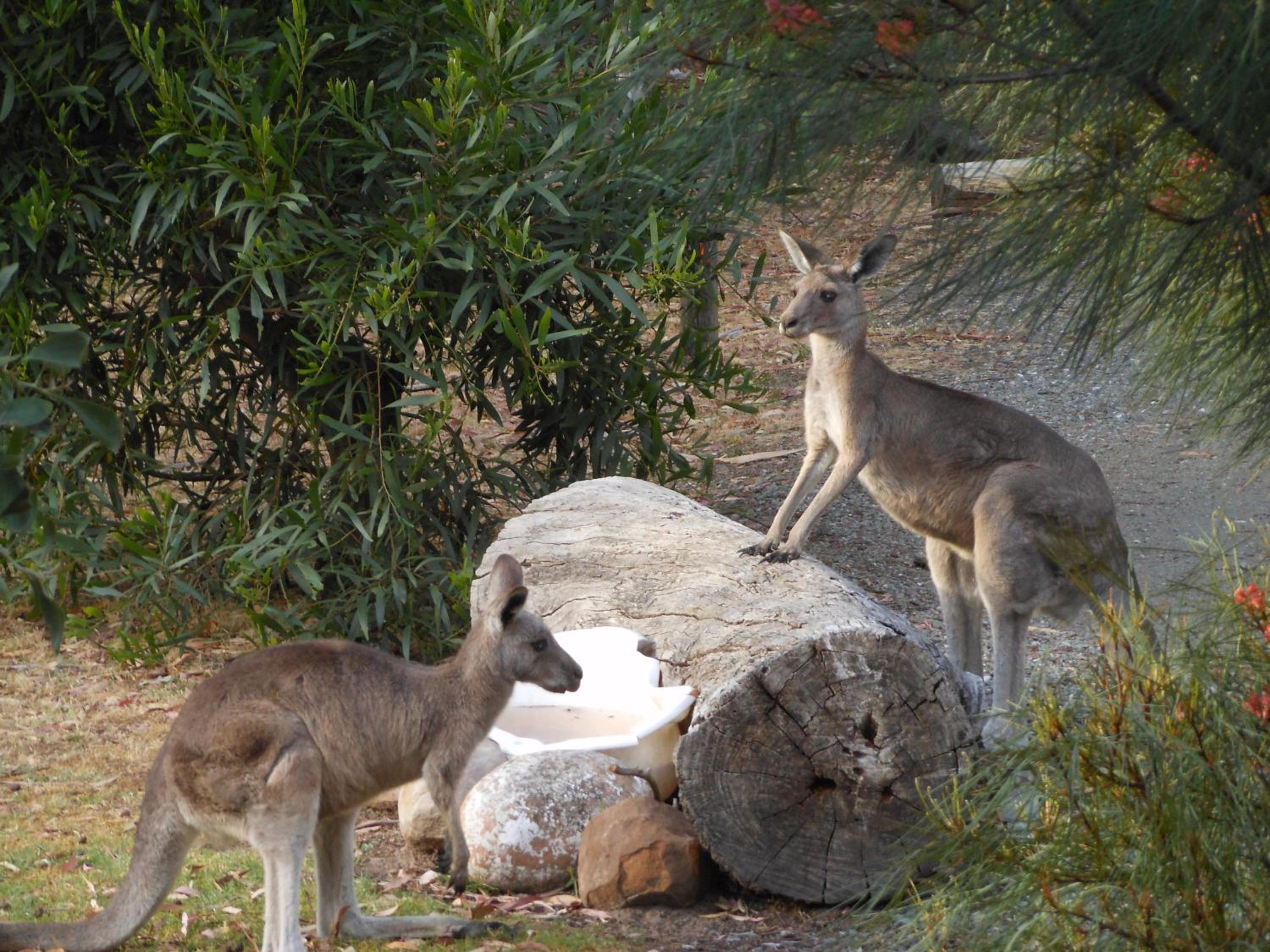 Grampians View Cottages and Units
