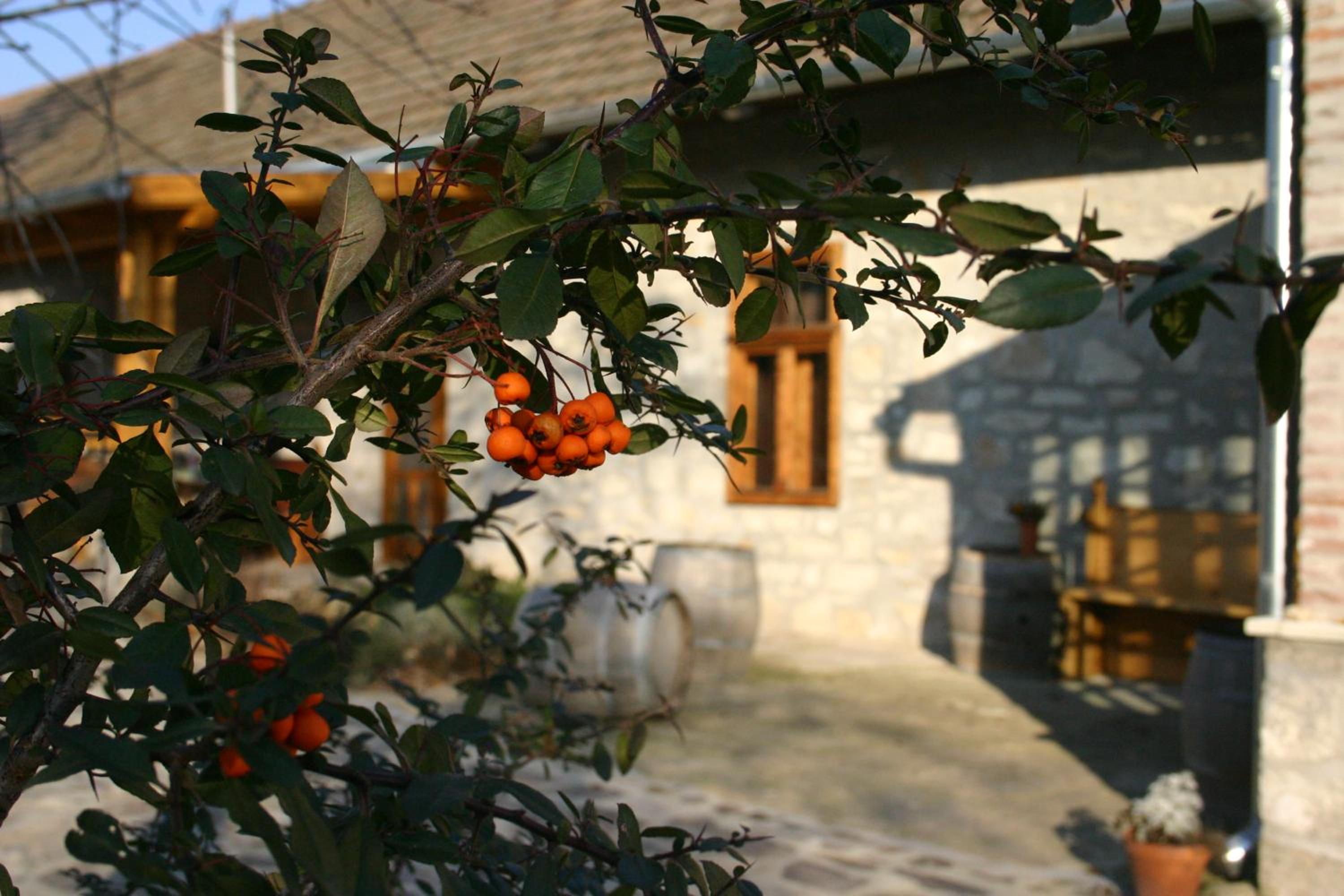 Karádi-Berger Wine and Bike Erdőbénye