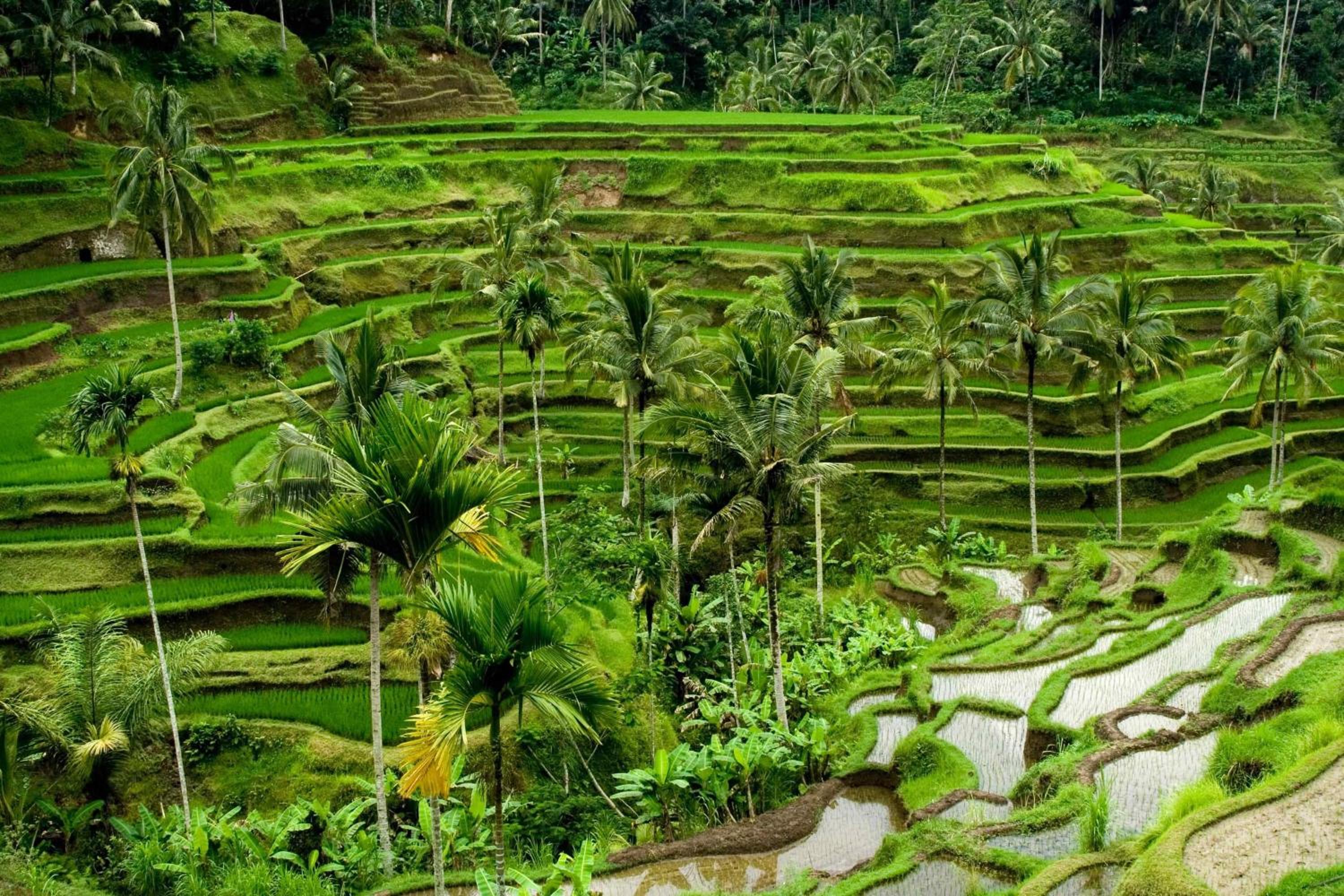 Regent Bali Canggu 3