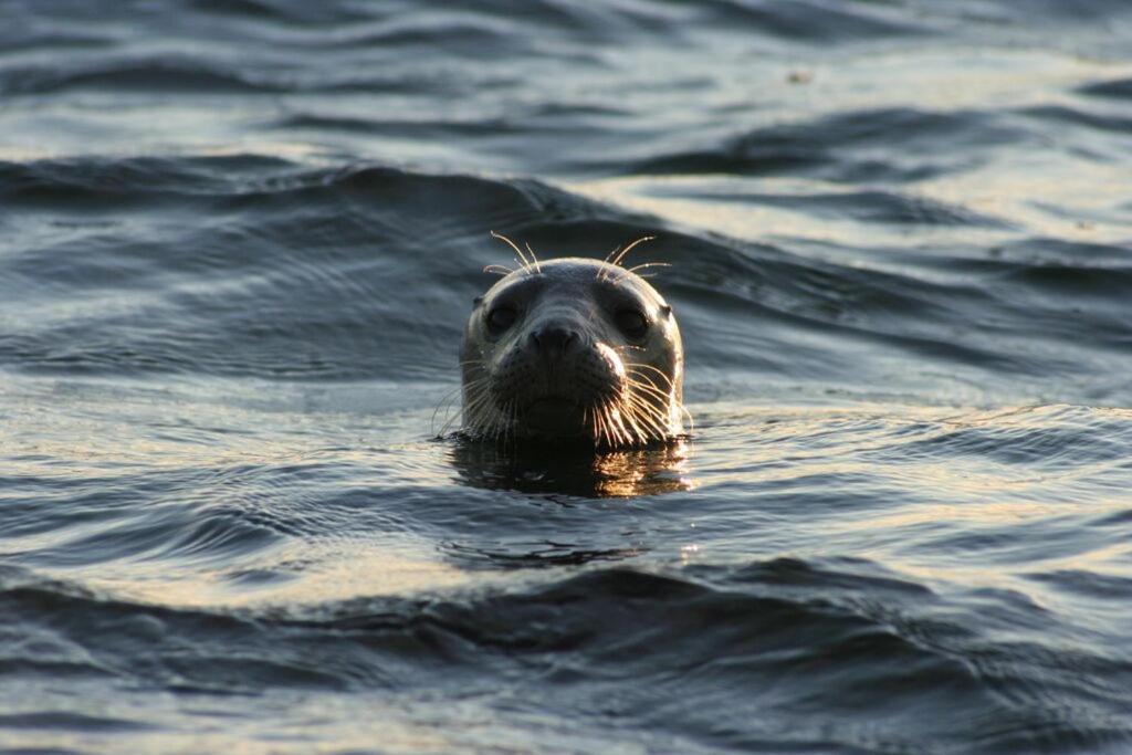 Pruuli Holiday Farm view 5