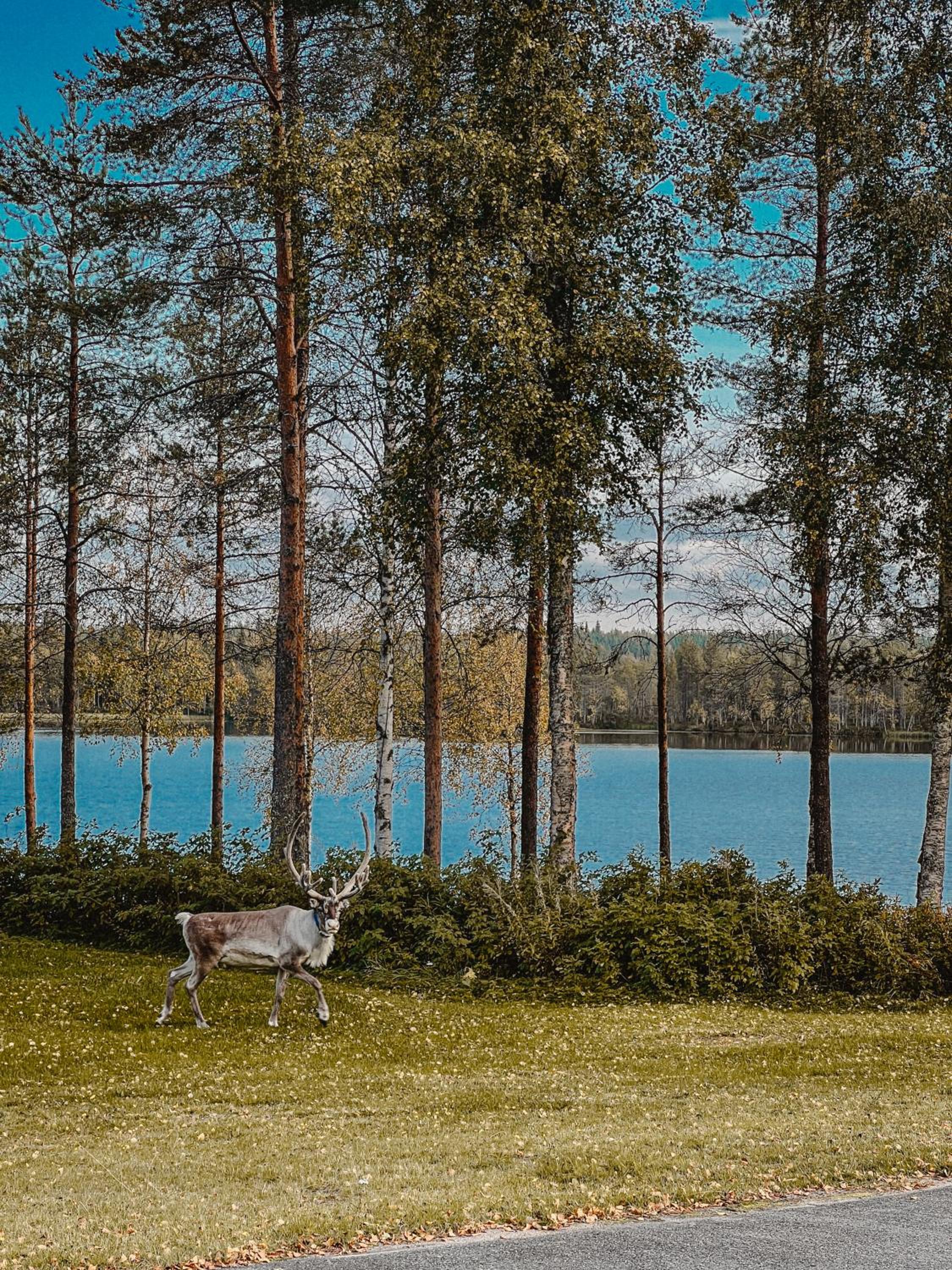 Villa Perhe in Salla-Kuusamo