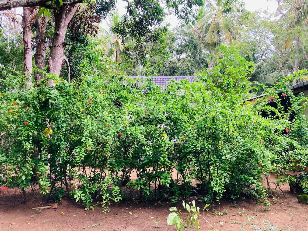 Sigiri Lodge