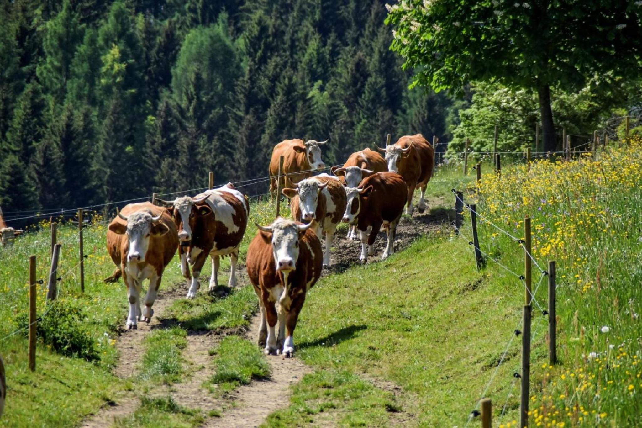 Urlaub auf dem Haberlhof
