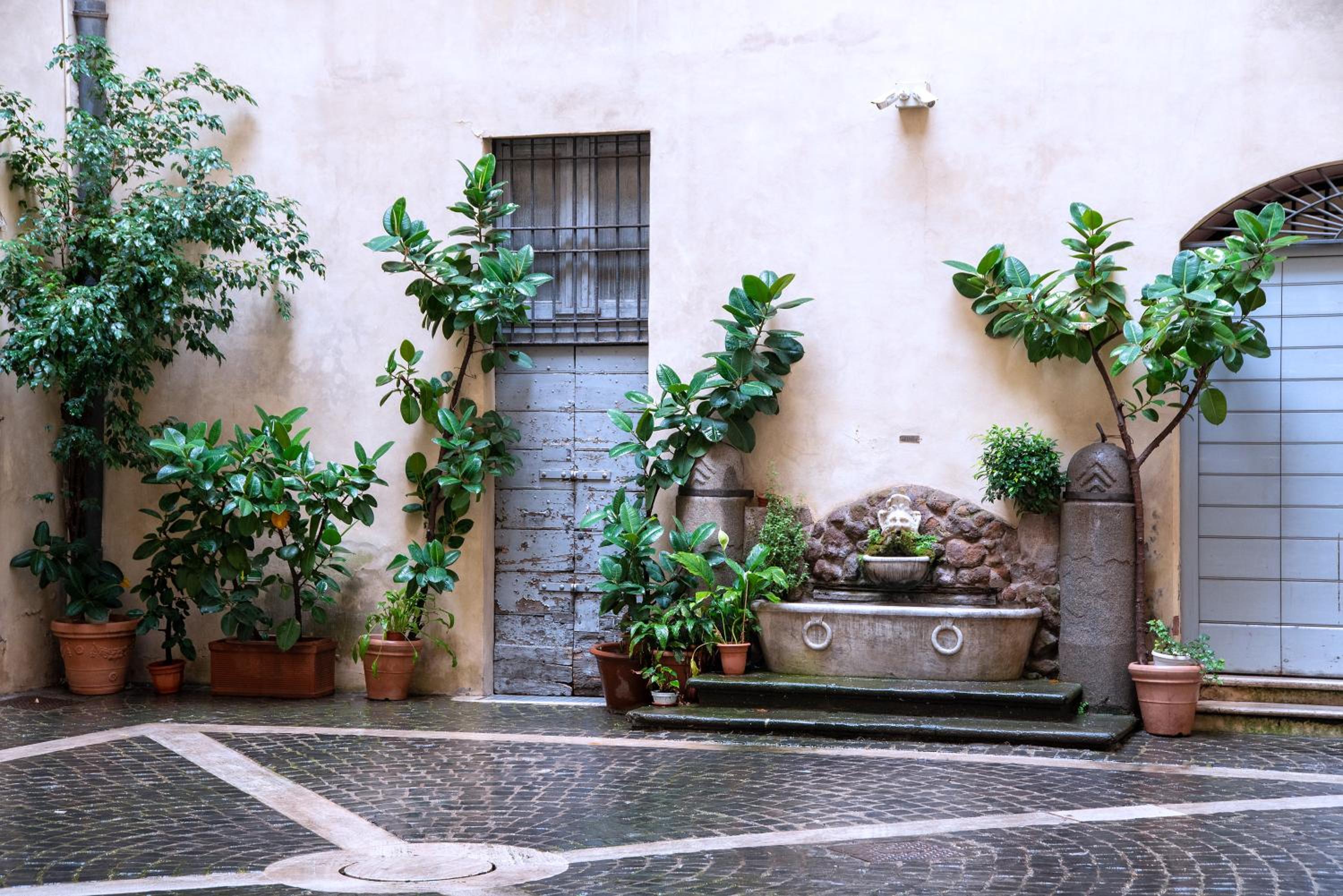 Il sogno delle tartarughe