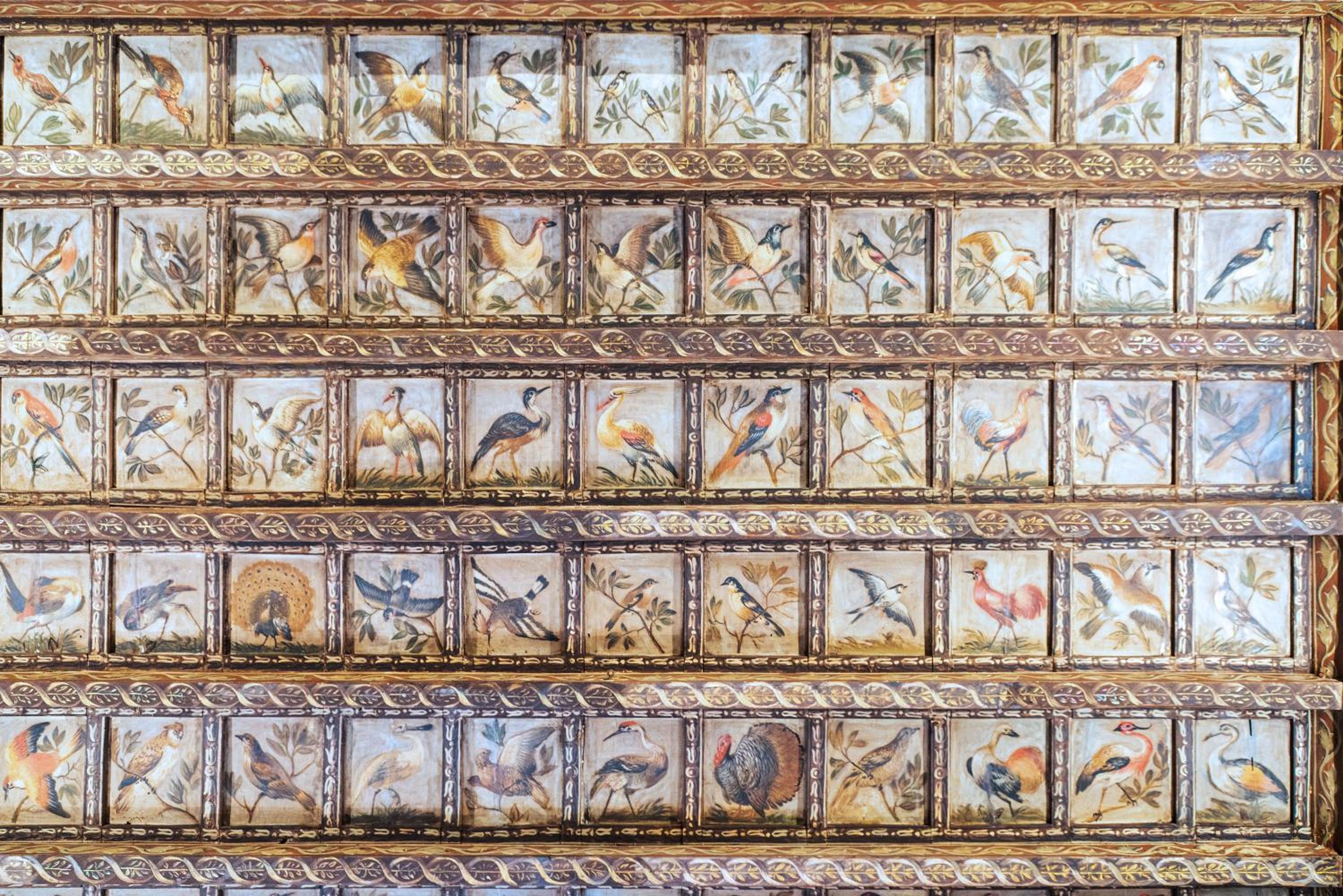 Il sogno delle tartarughe