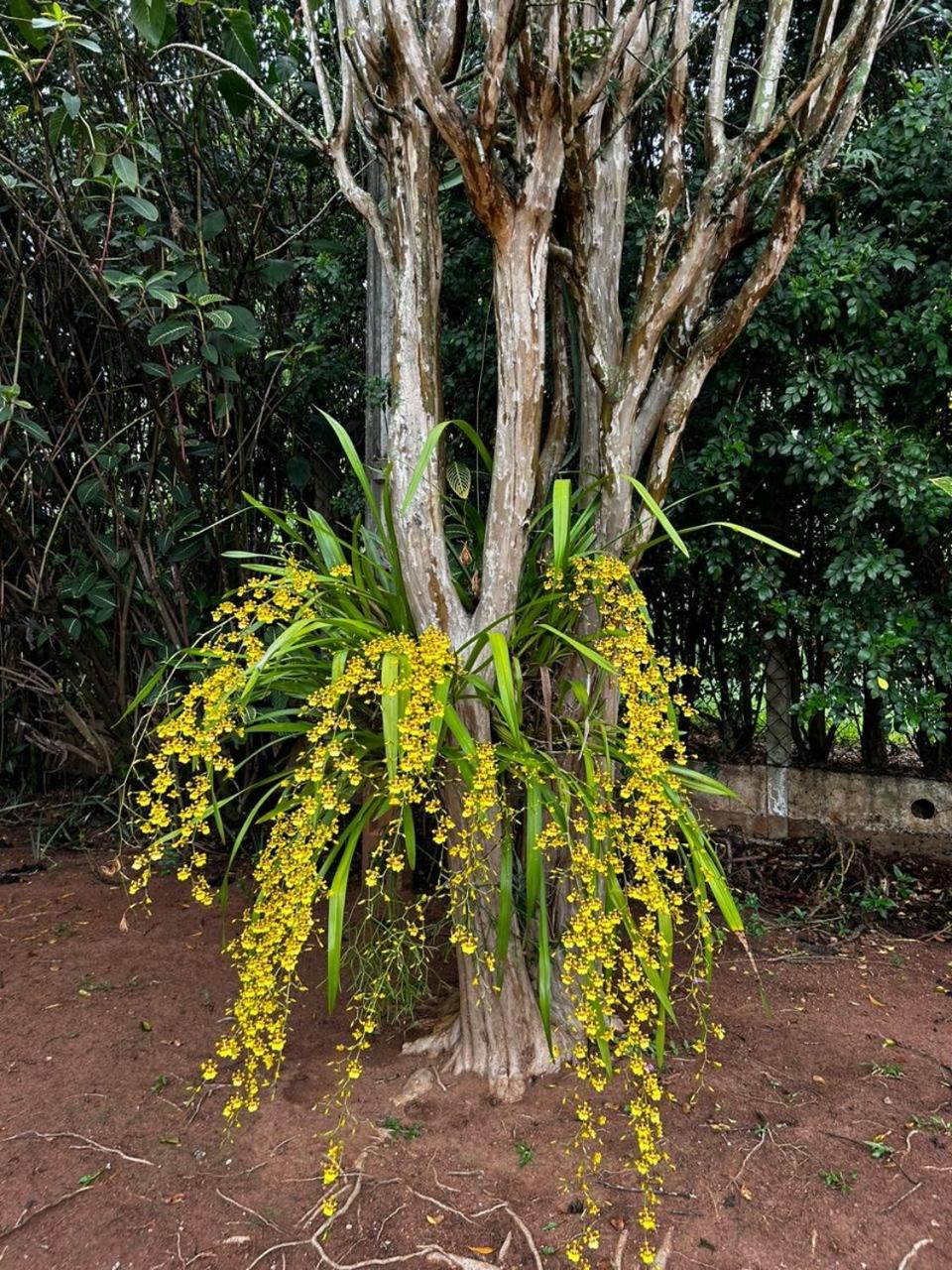 Chacara aconchegante e familiar Em Condomínio