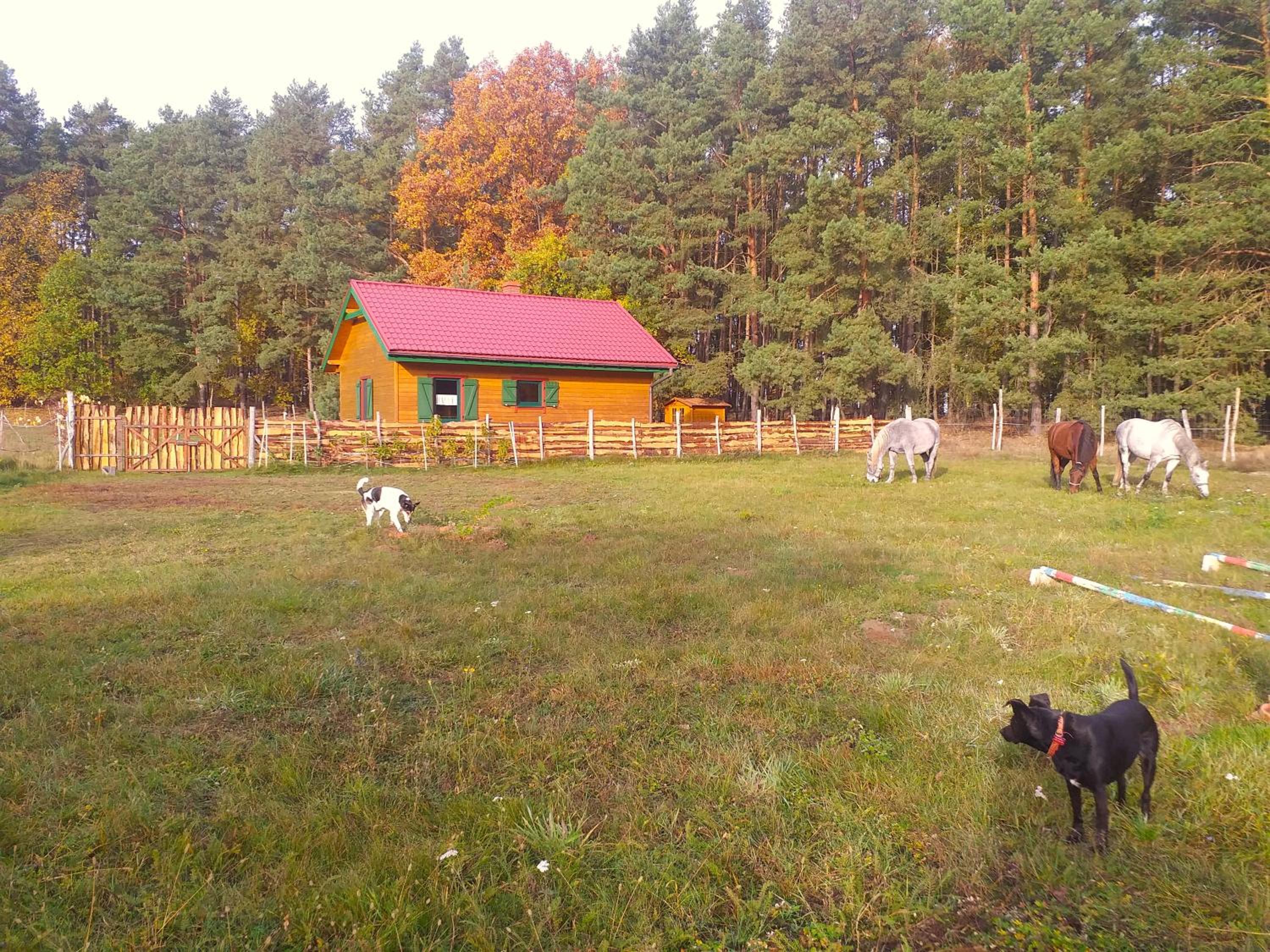 Photo 29