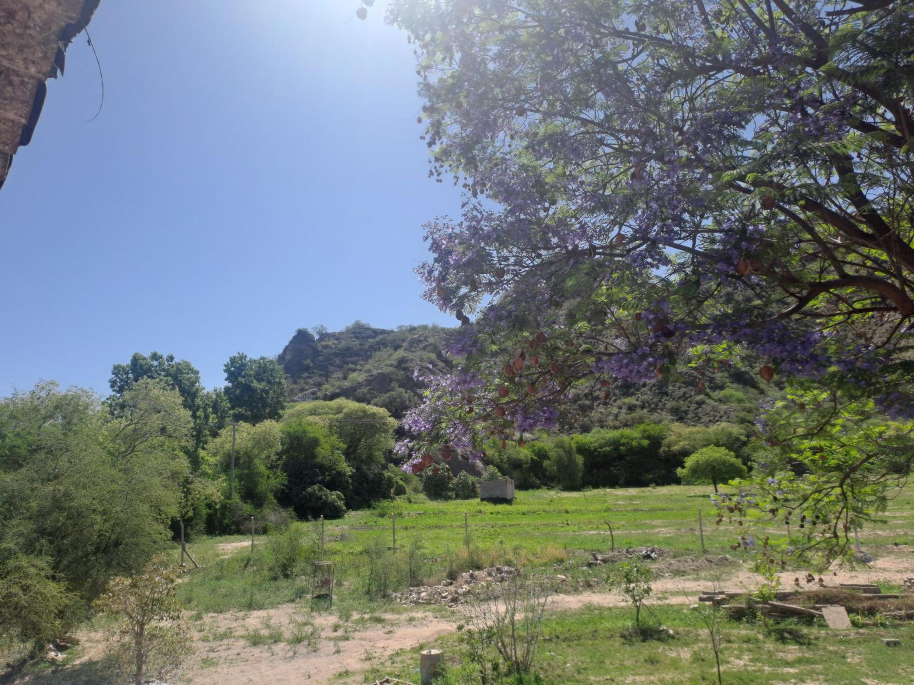 La porota
