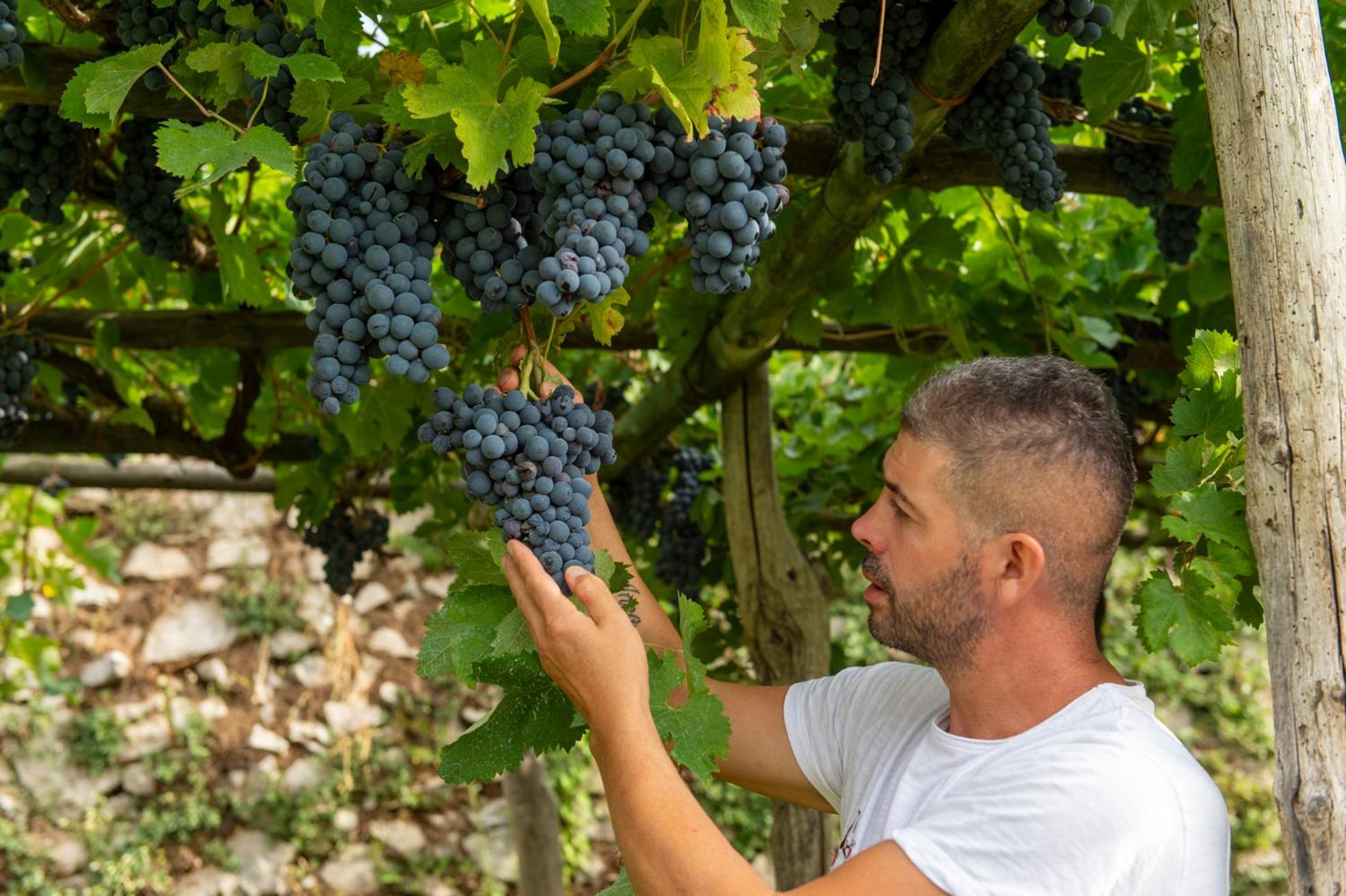 Il Vigneto di Nonno Pietro