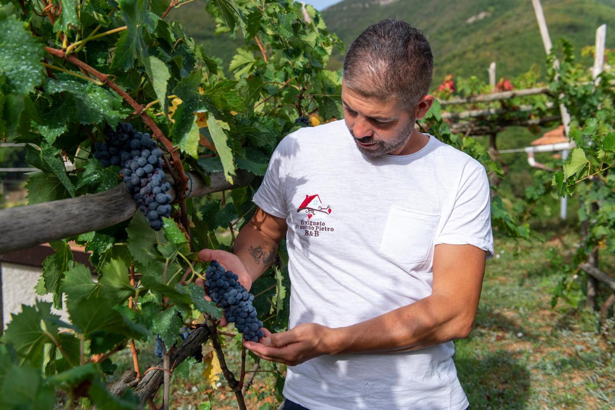 Il Vigneto di Nonno Pietro