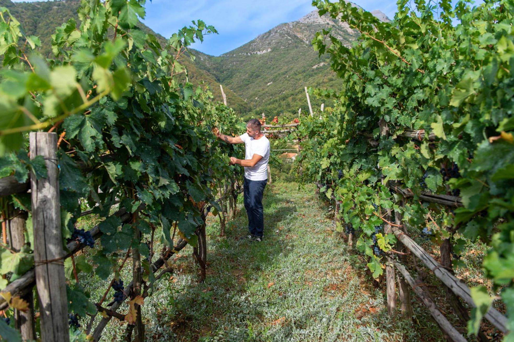 Il Vigneto di Nonno Pietro