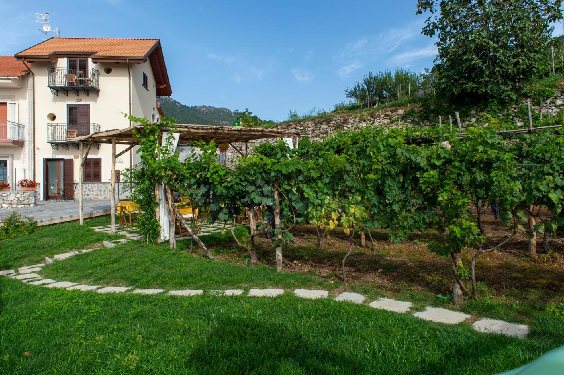 Il Vigneto di Nonno Pietro