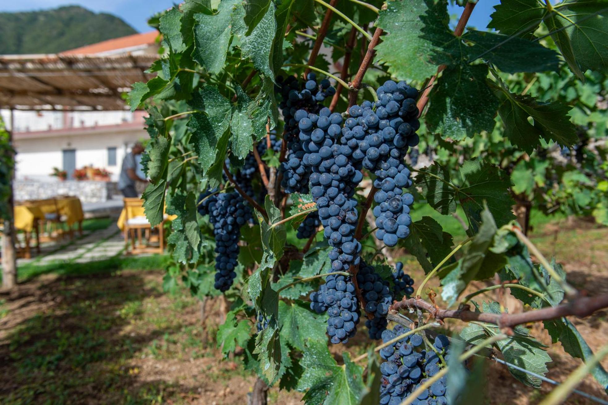 Il Vigneto di Nonno Pietro