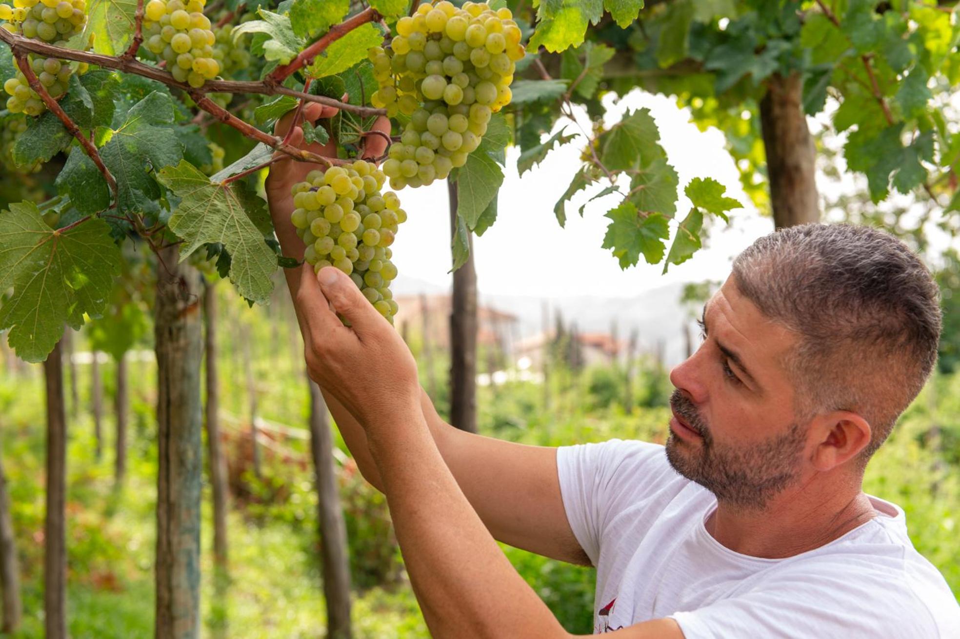 Il Vigneto di Nonno Pietro
