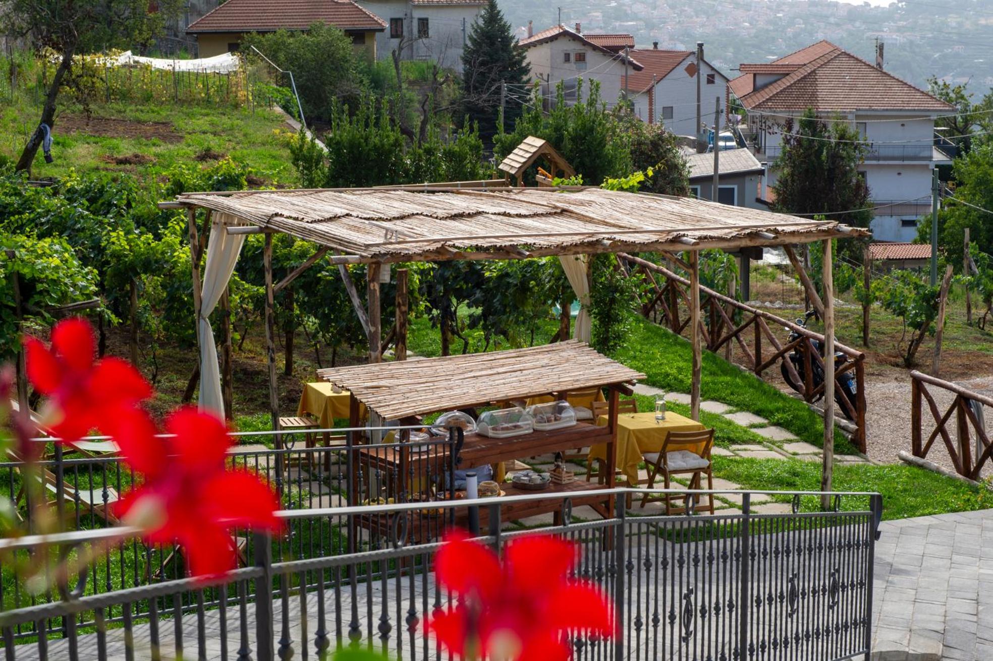 Il Vigneto di Nonno Pietro