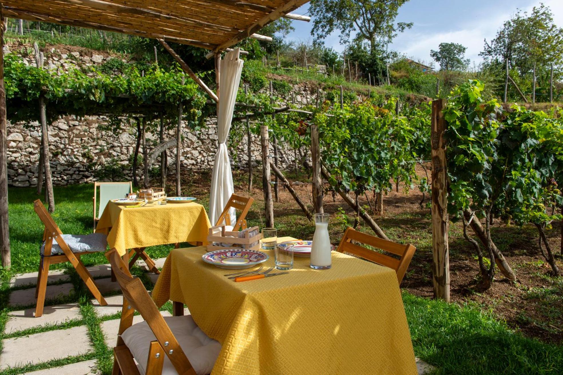 Il Vigneto di Nonno Pietro
